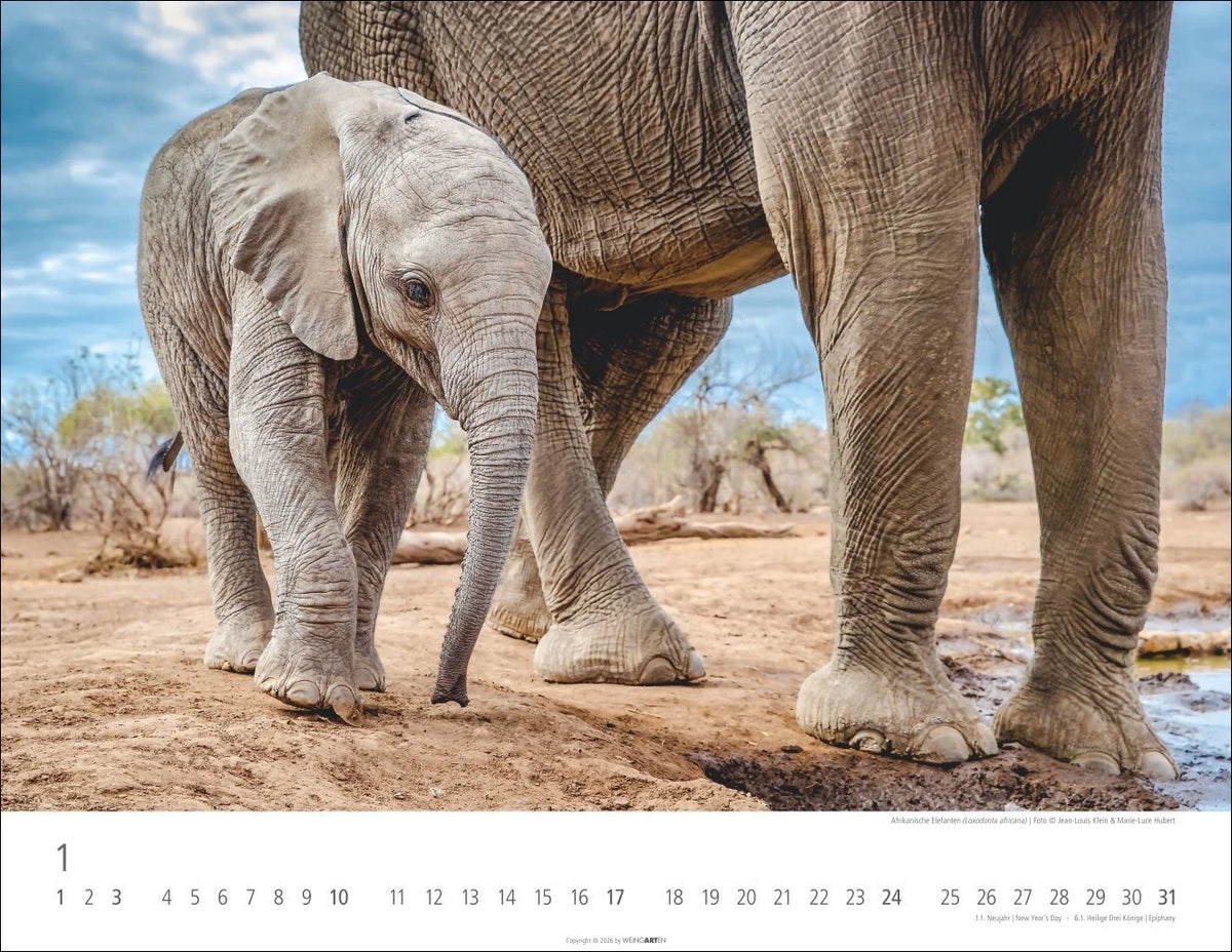 Elefantenbabys Kalender 2027 – Ansicht