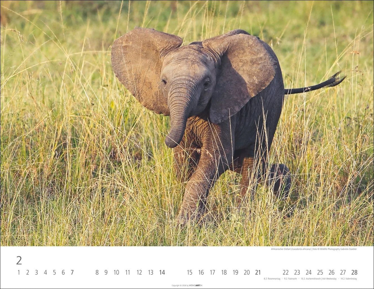 Elefantenbabys Kalender 2027 – Ansicht