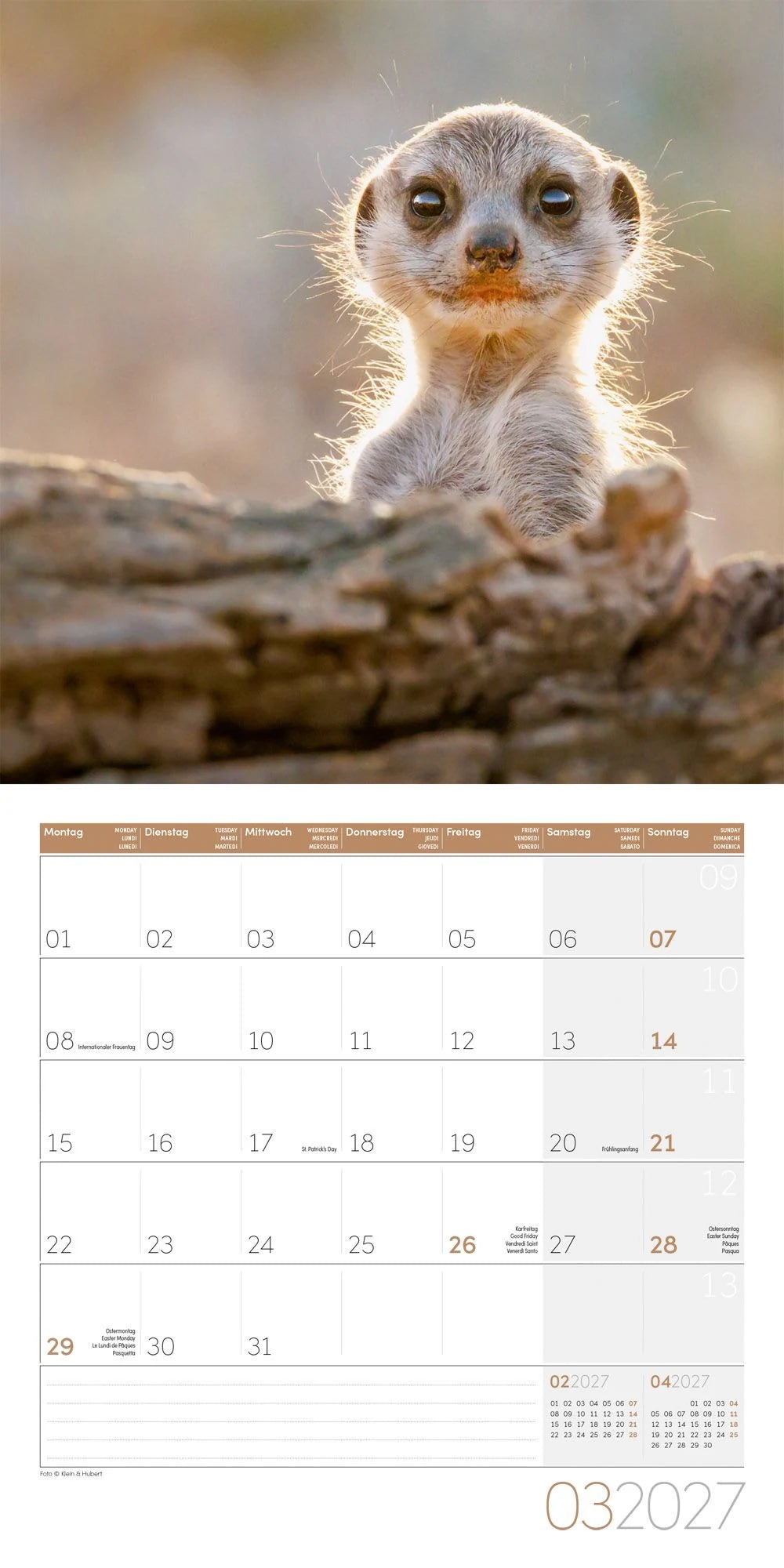 Erdmännchen Kalender 2027 - 30x30 - Art12 – Ansicht