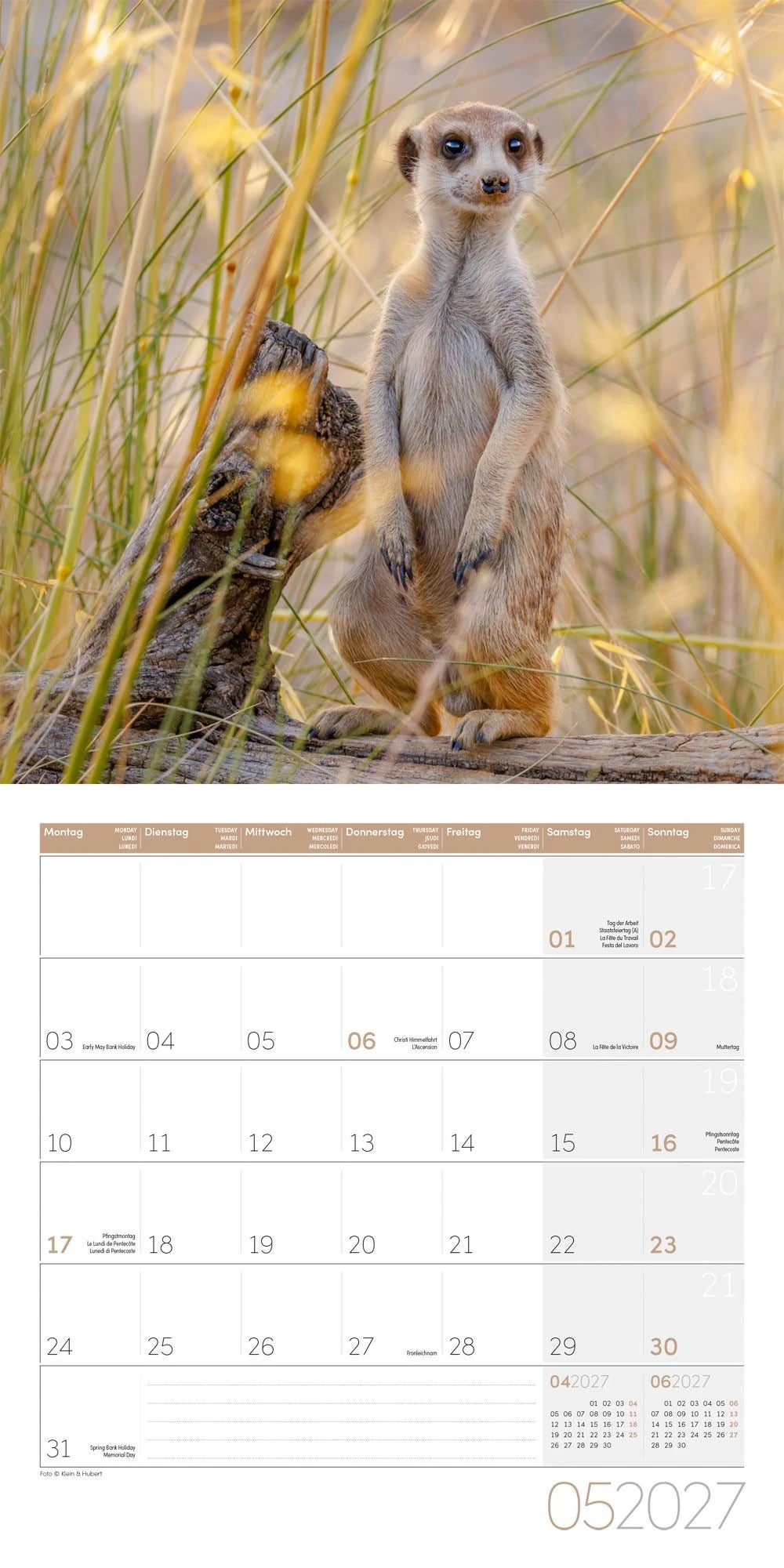 Erdmännchen Kalender 2027 - 30x30 - Art12 – Ansicht