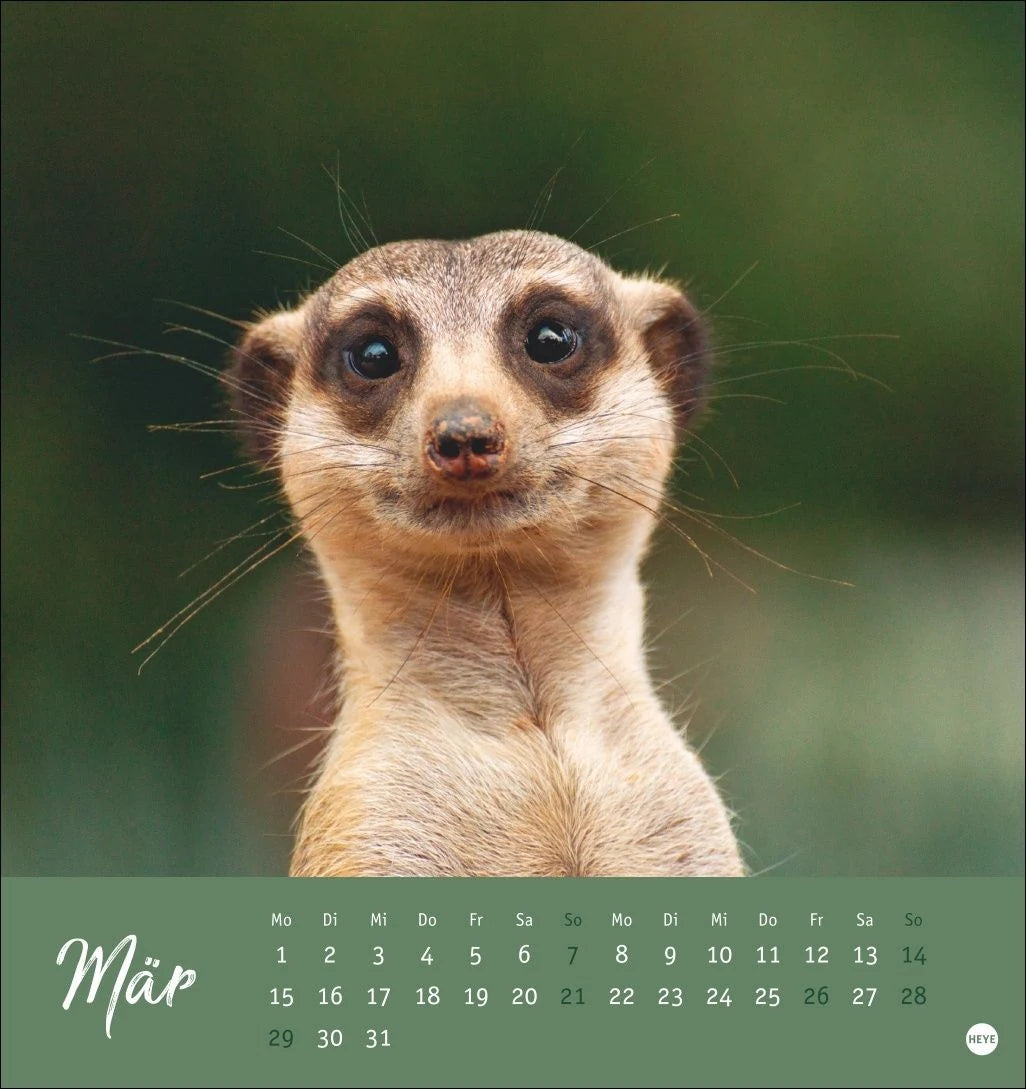Erdmännchen Postkartenkalender 2027 – Ansicht