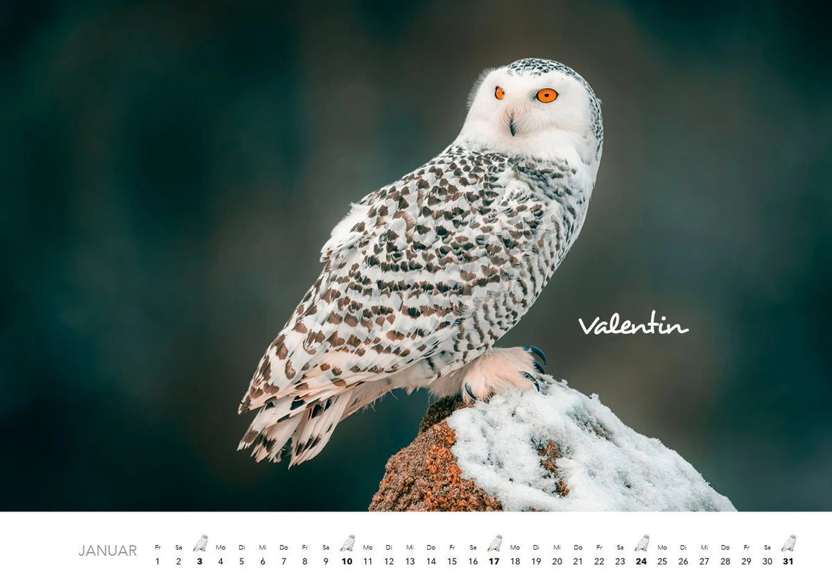 Eulen Kalender 2027 – Ansicht