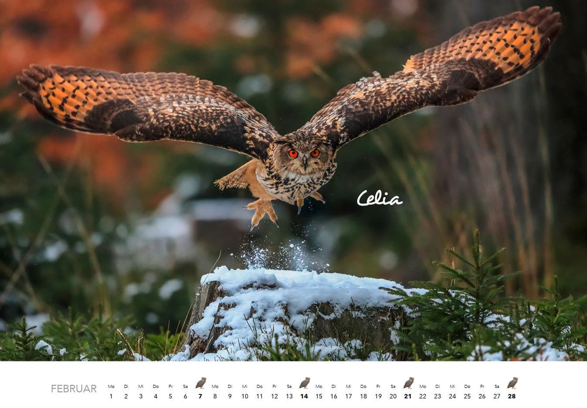 Eulen Kalender 2027 – Ansicht