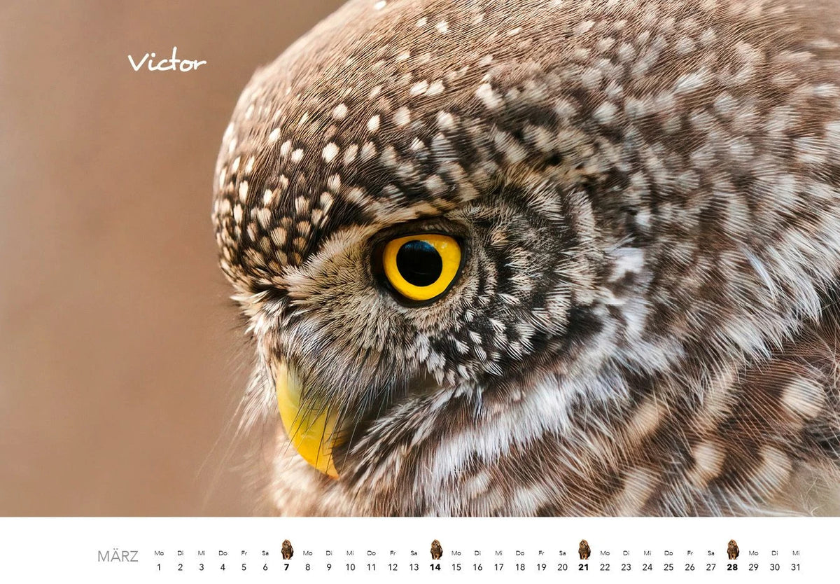 Eulen Kalender 2027 – Ansicht