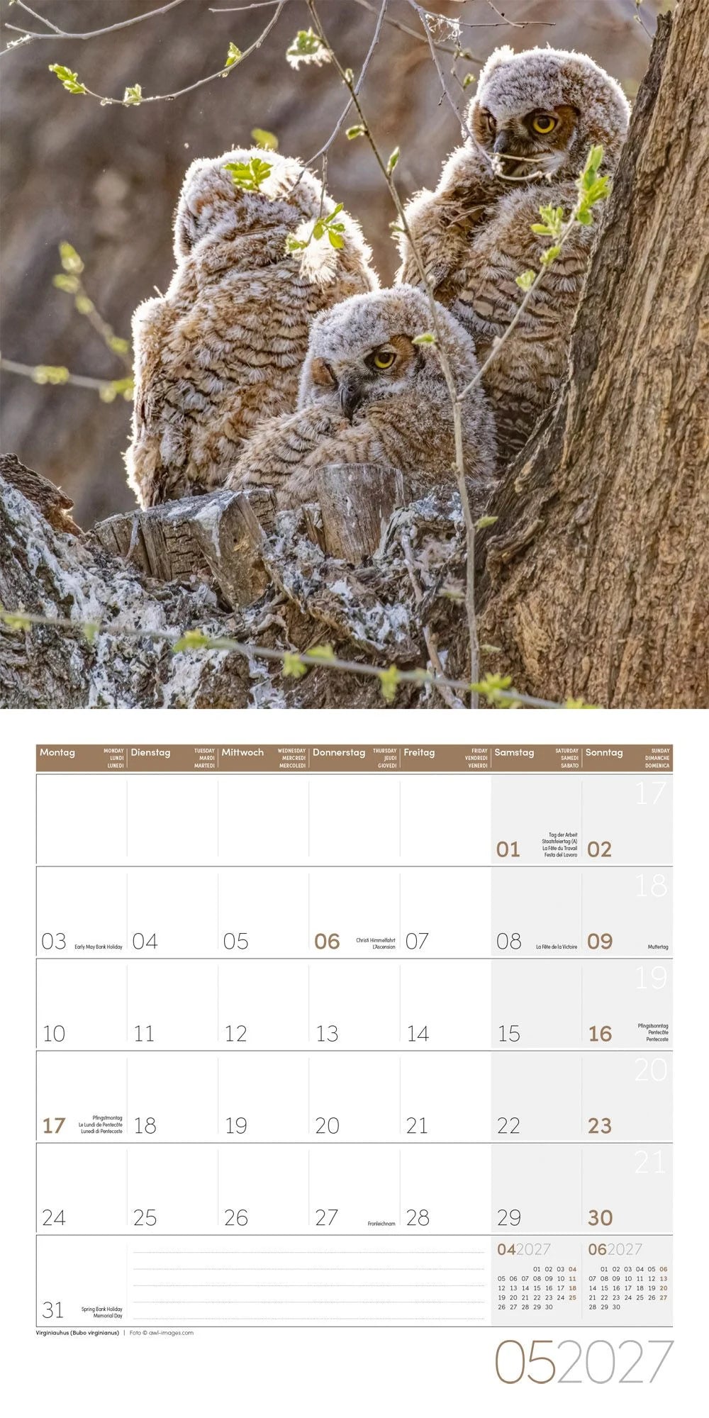Eulen Kalender 2027 - 30x30 - Art12 – Ansicht