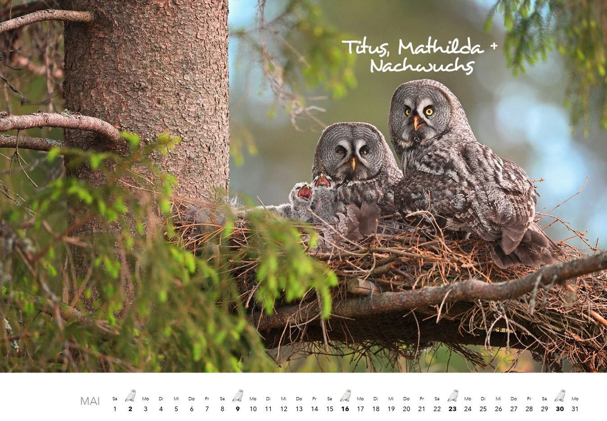 Eulen Kalender 2027 – Ansicht