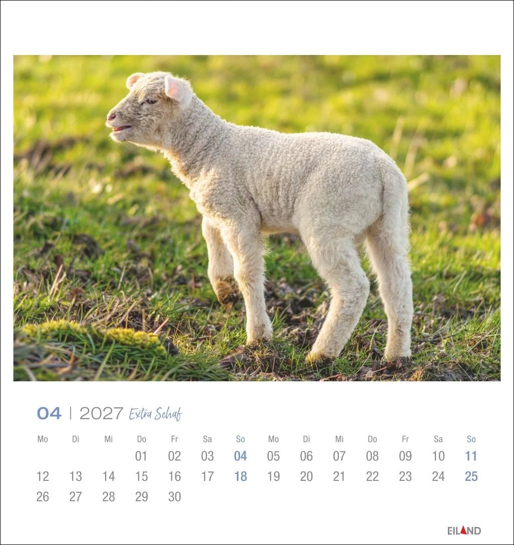 Extra Schaf Postkartenkalender 2027 – Ansicht