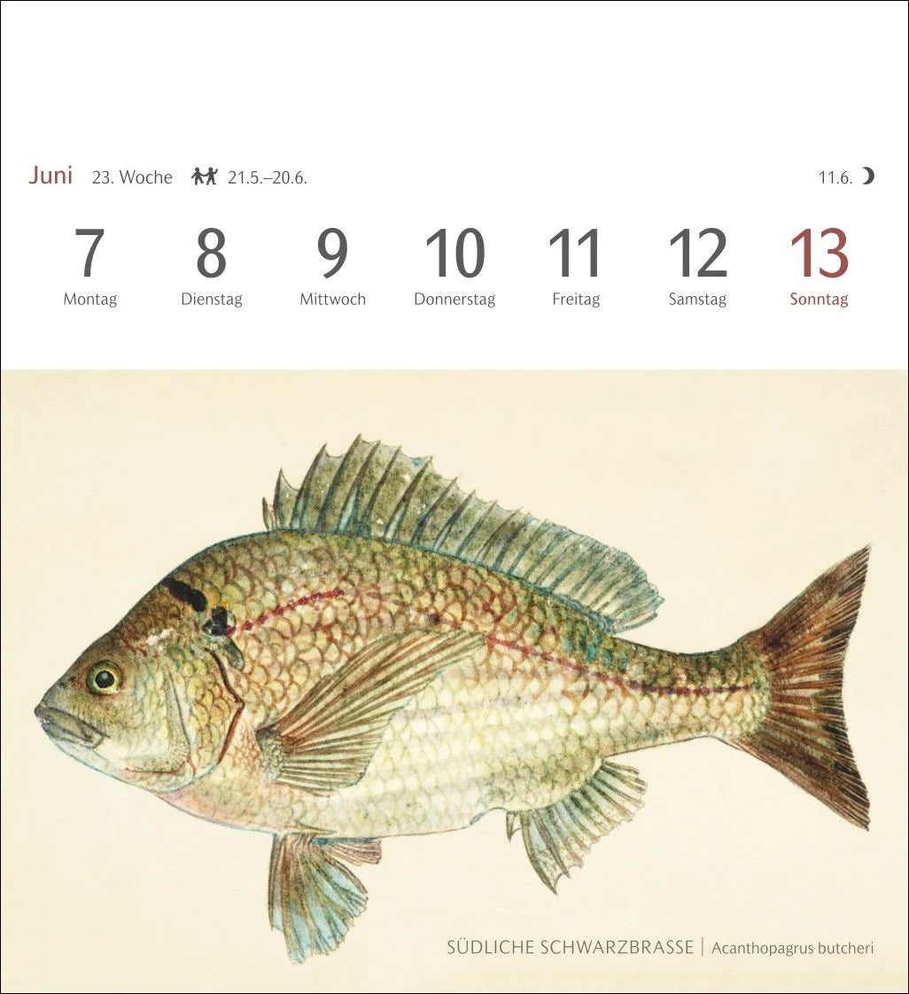 Fische Postkartenkalender 2027 - Postkartenkalender mit 53 historischen Zeichnungen – Ansicht
