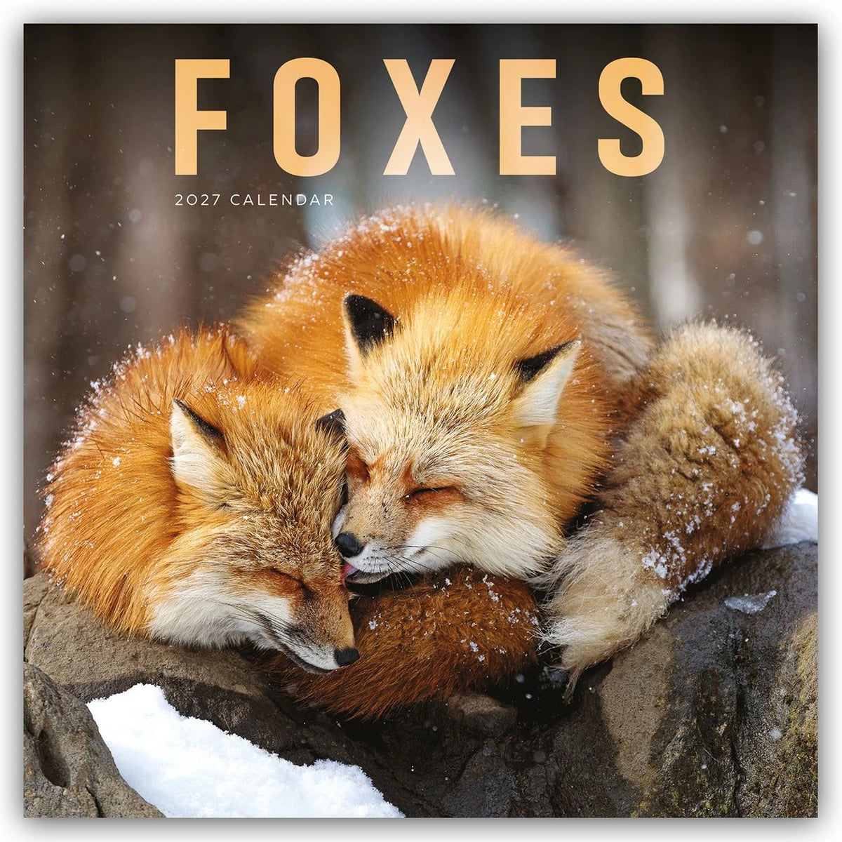 Wandkalender: Foxes – Füchse 2027 – Wand-Kalender