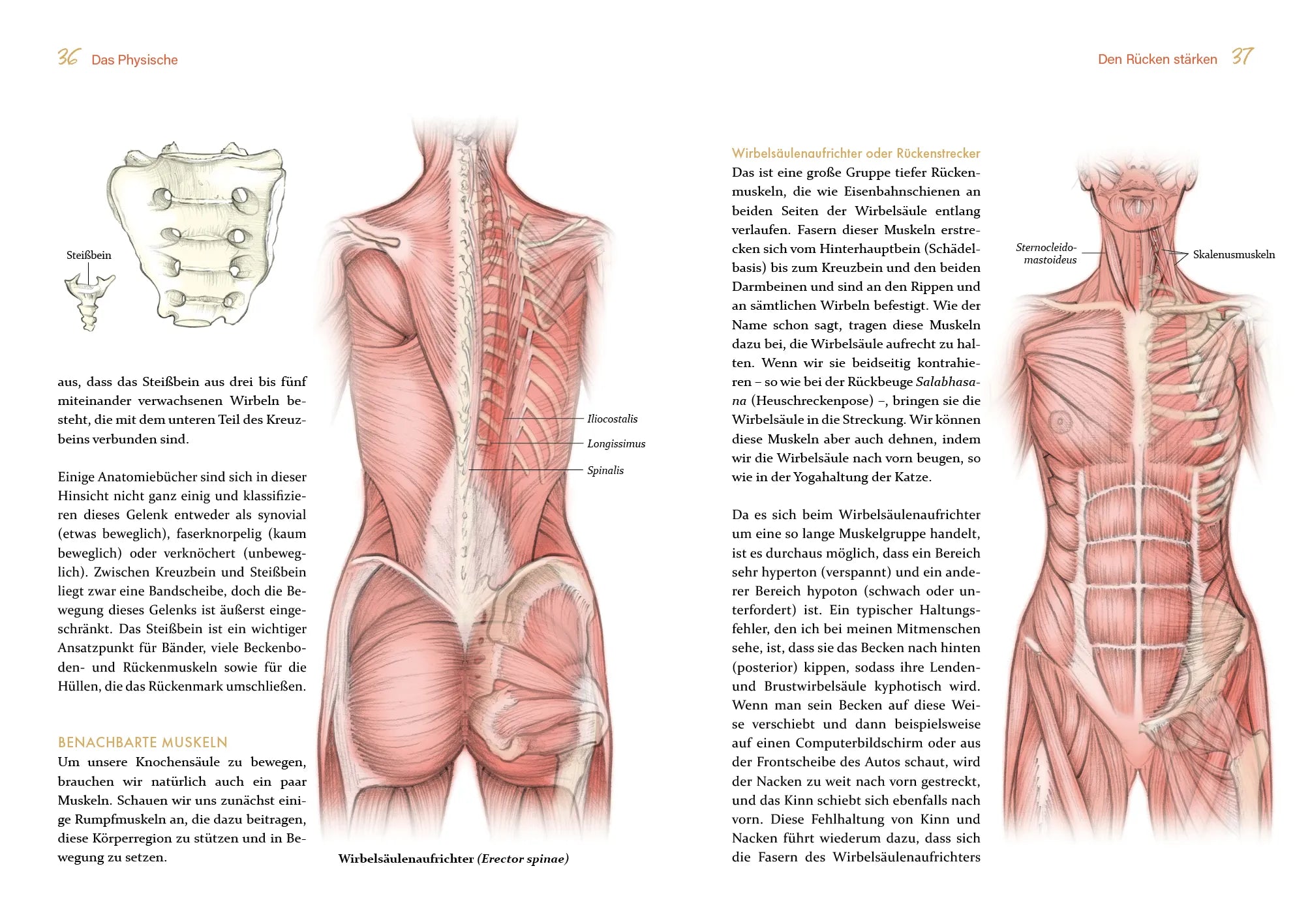 Innenansicht von 'Ganzheitliche Anatomie für moderne Yogis' - Taschenbuch