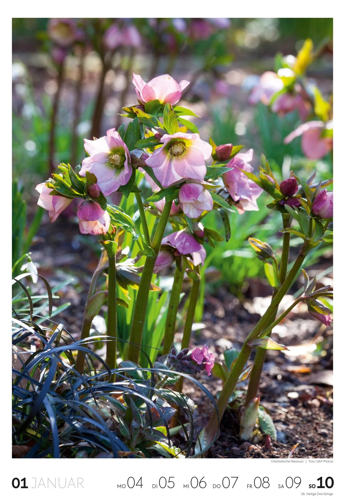 Garten Wochenkalender 2027 – Ansicht