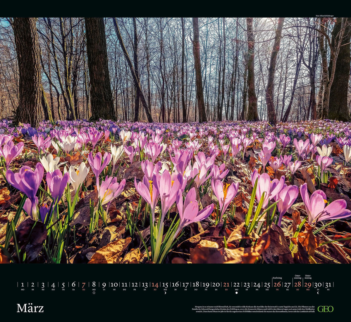 GEO Kalender: Sehnsucht Wald 2027 – Ansicht