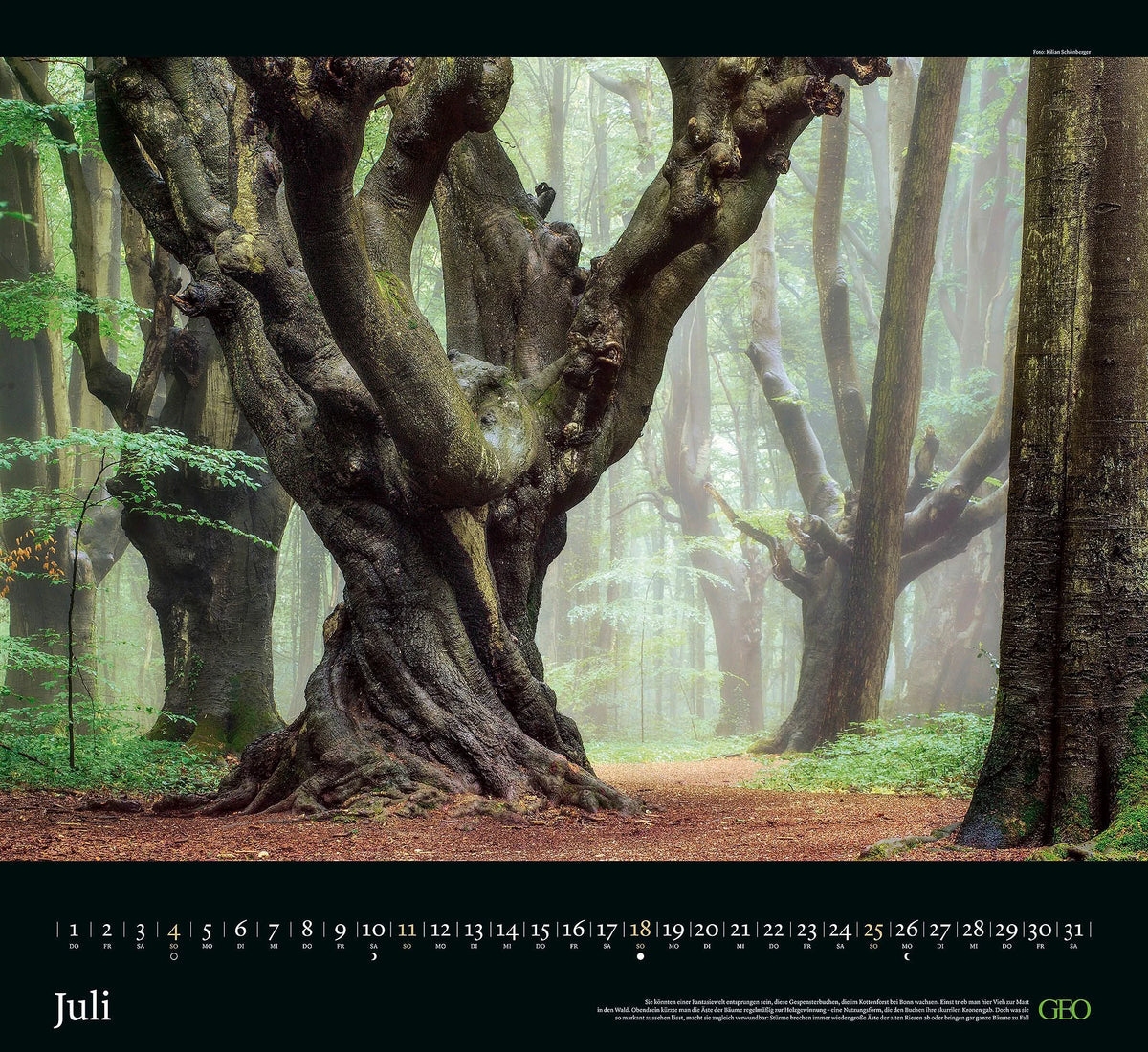 GEO Kalender: Sehnsucht Wald 2027 – Ansicht