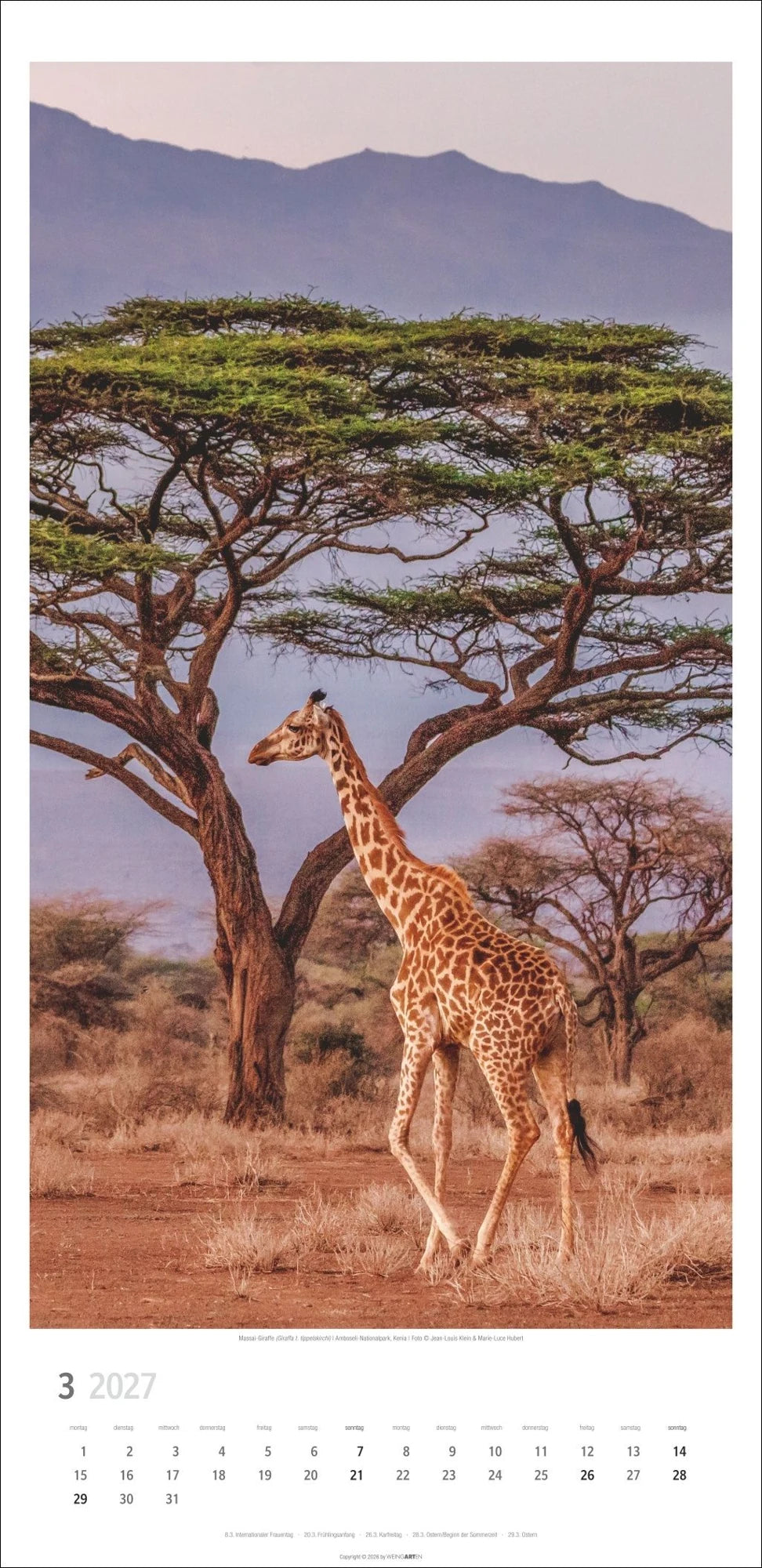 Giraffen Kalender 2027 – Ansicht
