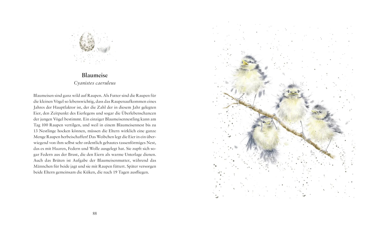 Produktansicht: Flügge – Die ersten Tage kleiner Tierkinder (Gebundene Ausgabe)