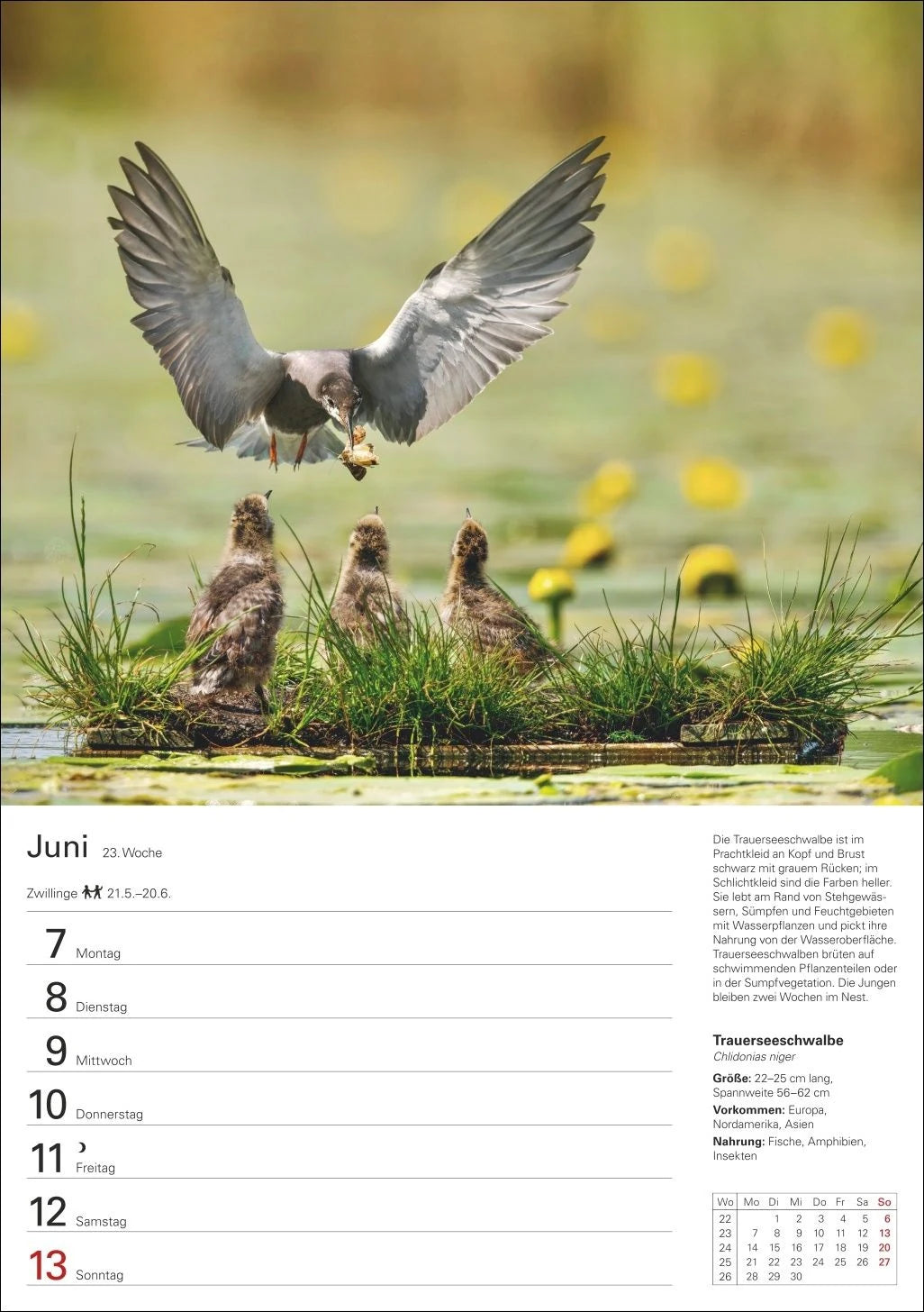 Heimische Tiere Wochenplaner 2027 - 53 faszinierende Fotografien – Ansicht