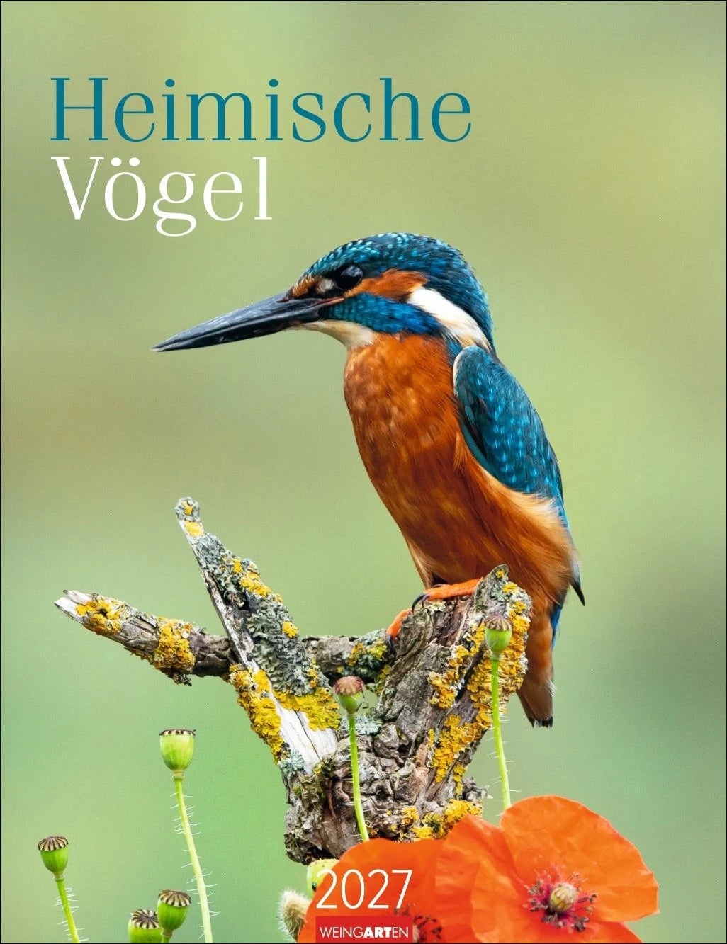 Wandkalender: Heimische Vögel Kalender 2027