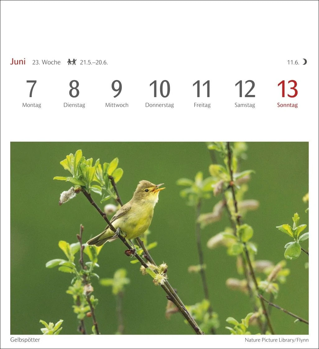 Heimische Vögel Postkartenkalender 2027 - Wochenkalender mit 53 Postkarten – Ansicht