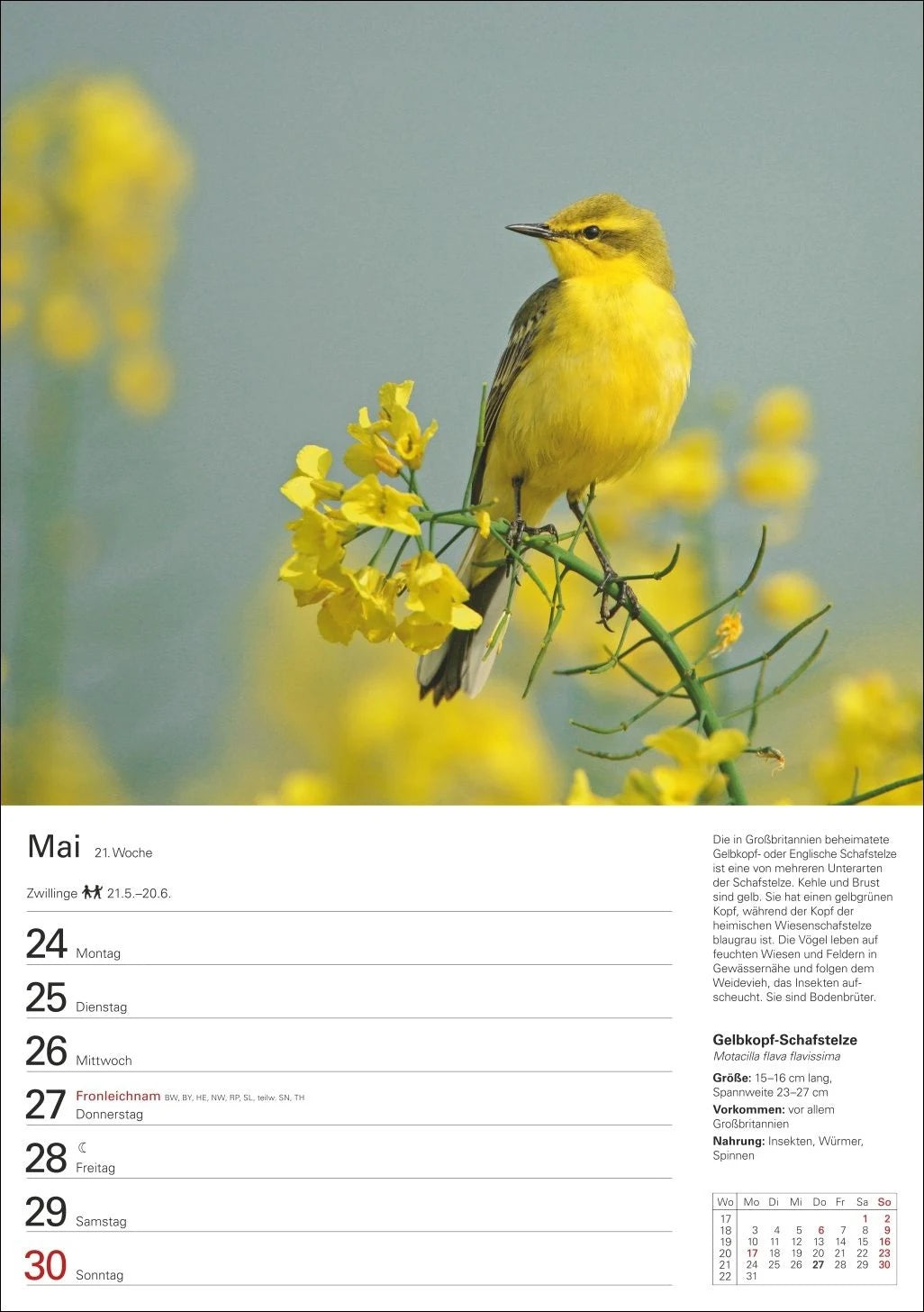 Heimische Vögel Wochenplaner 2027 - 53 faszinierende Fotografien – Ansicht