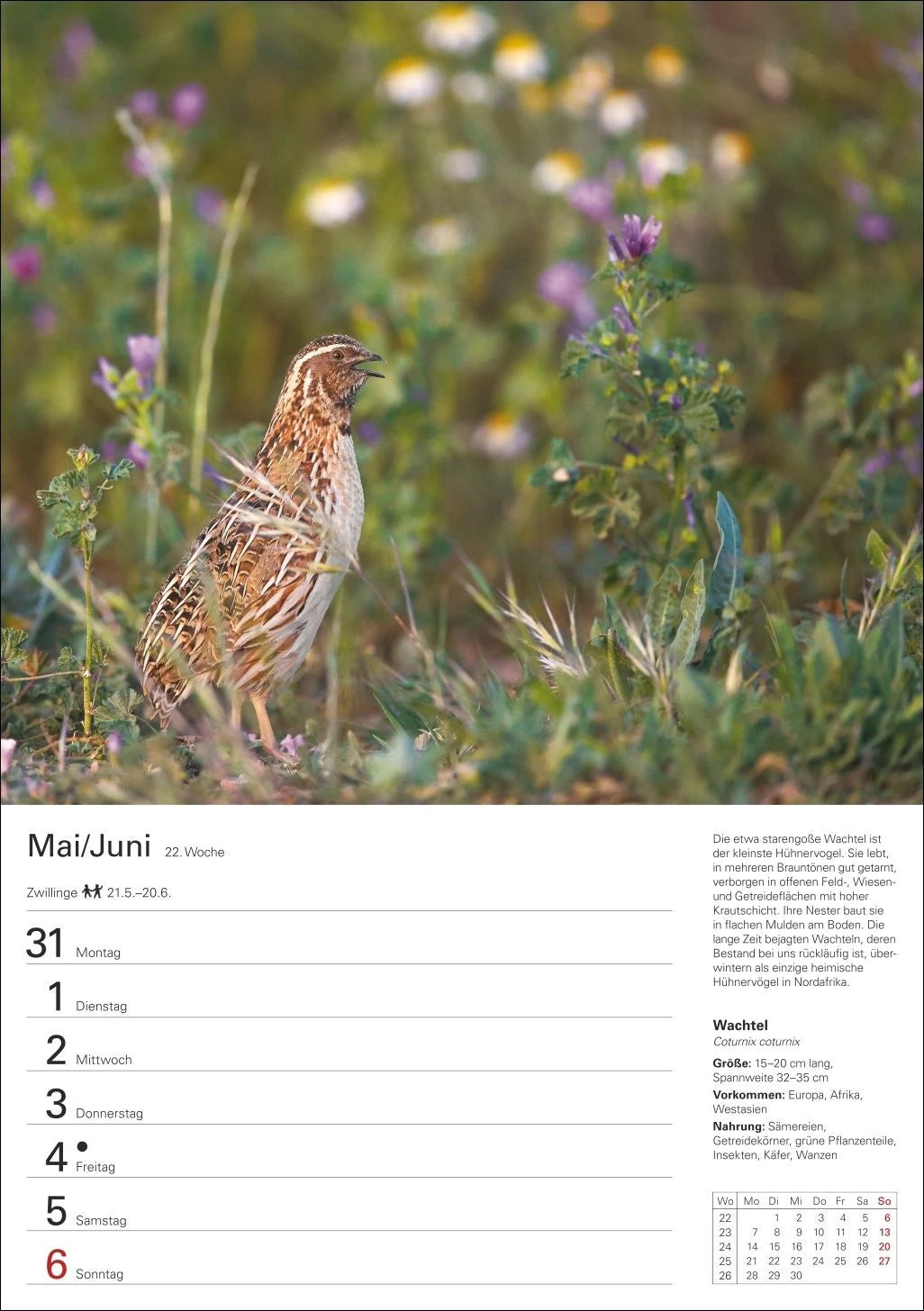 Heimische Vögel Wochenplaner 2027 - 53 faszinierende Fotografien – Ansicht
