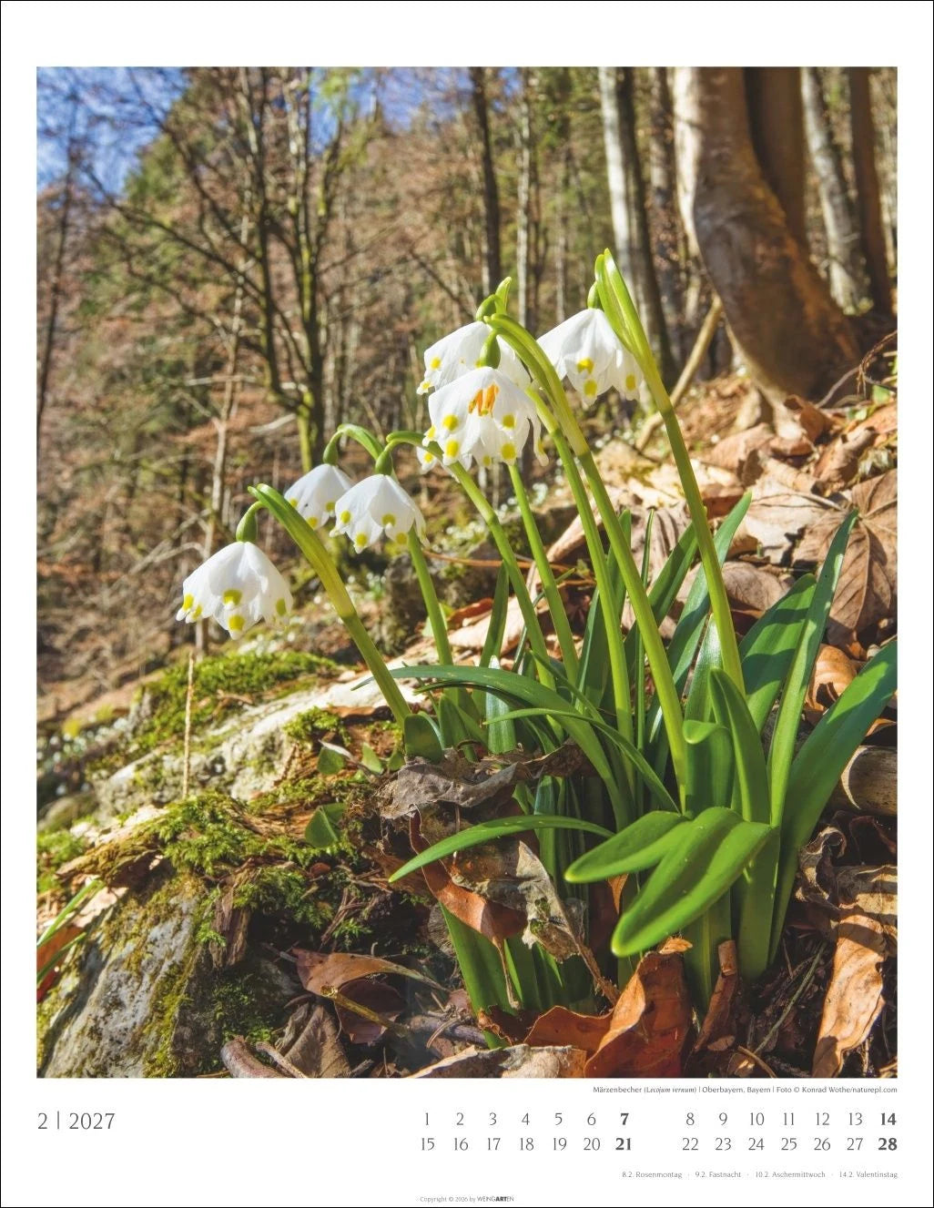 Heimische Wälder Kalender 2027 – Ansicht