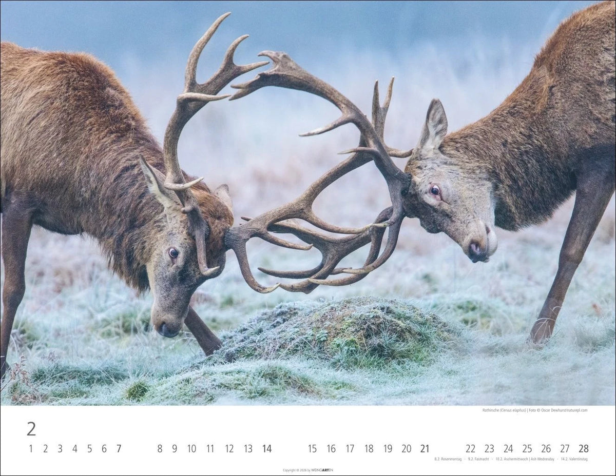 Heimische Wildtiere Kalender 2027 – Ansicht