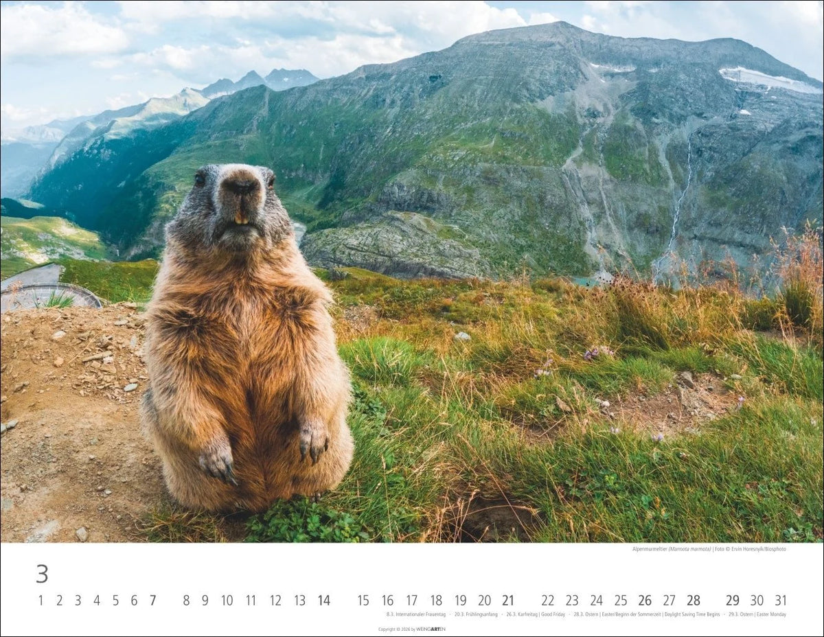 Heimische Wildtiere Kalender 2027 – Ansicht