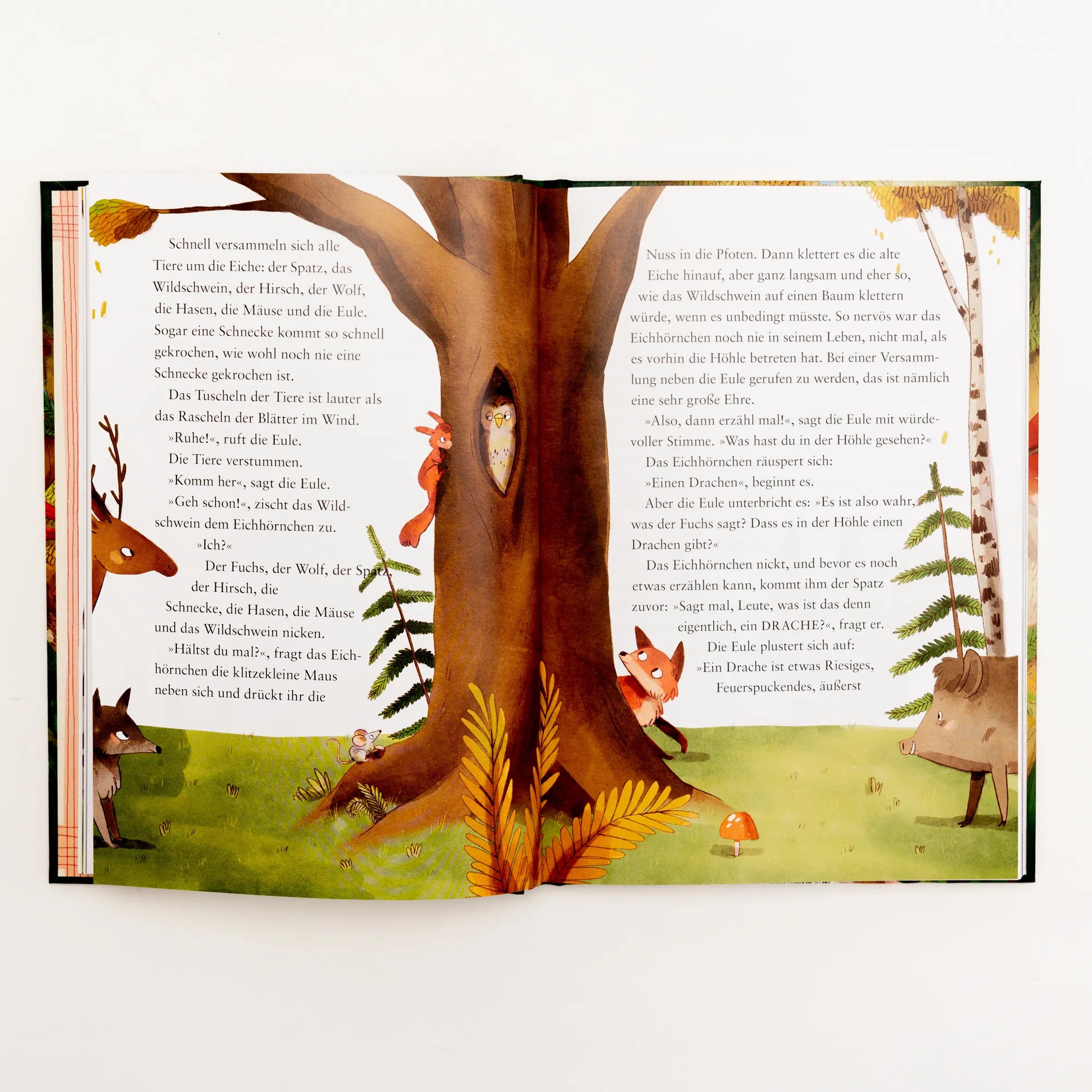 Produktansicht: Heldenhörnchen und Drachenfreund (Gebundene Ausgabe)