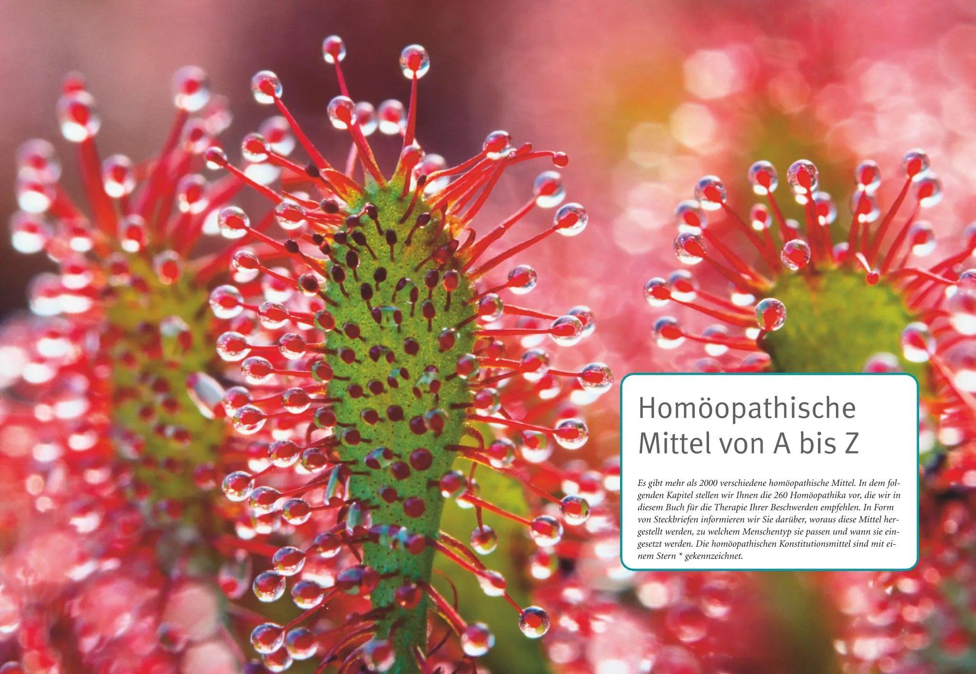Markus Wiesenauer - Homöopathie - Das große Handbuch