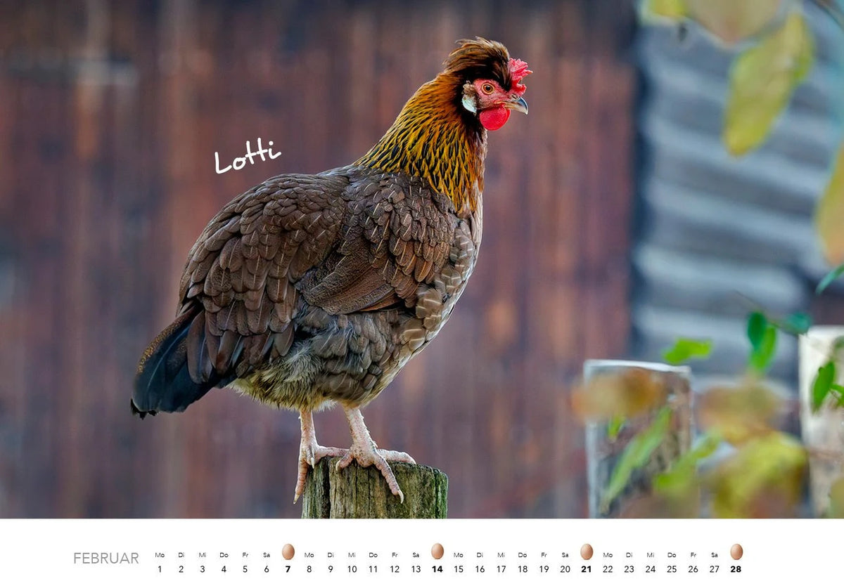 Hühner Kalender 2027 – Ansicht