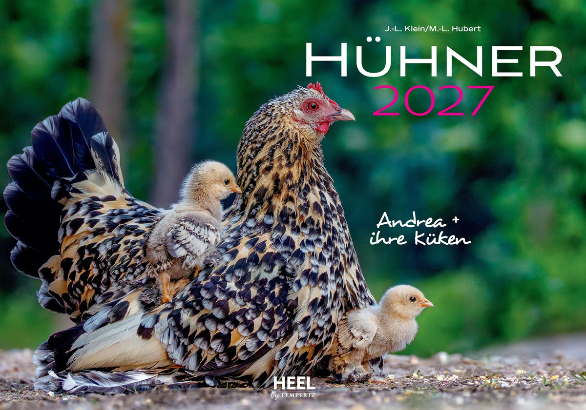 Wandkalender: Hühner Kalender 2027
