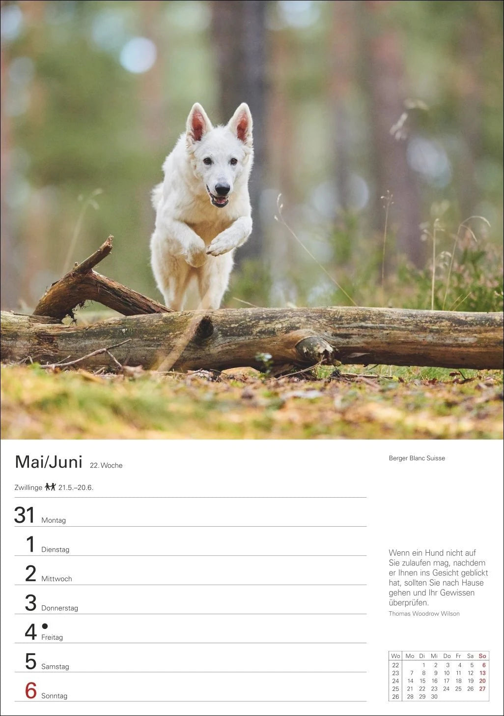 Hunde Wochenplaner 2027 - 53 faszinierende Fotografien – Ansicht