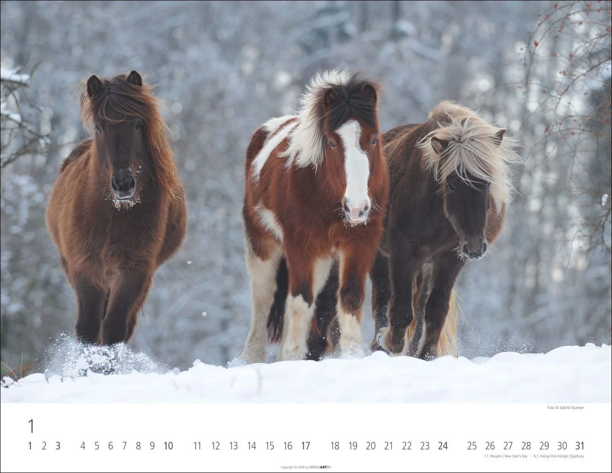Islandpferde Kalender 2027 – Ansicht