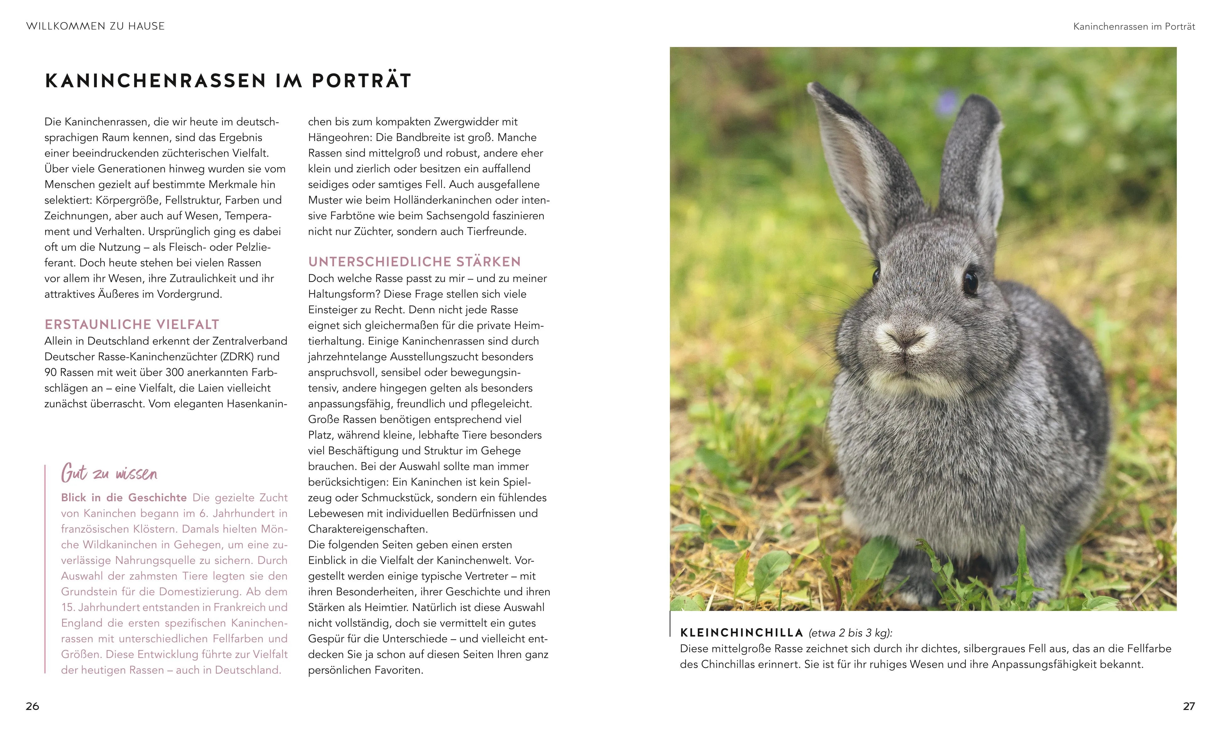 Produktansicht: Kaninchen im Außengehege (Taschenbuch)