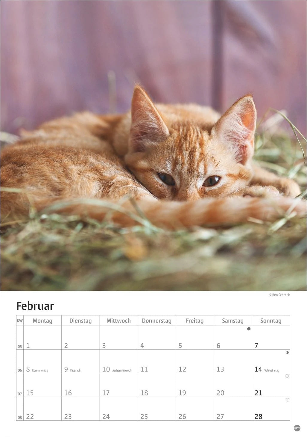 Katzen Kalender 2027 – Ansicht