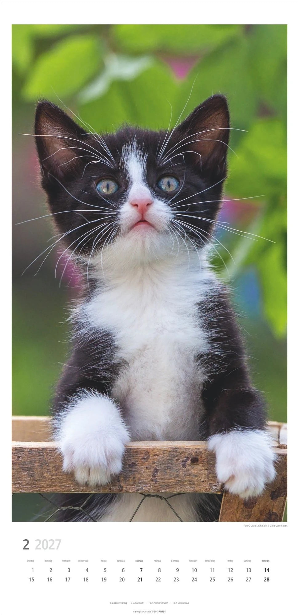 Katzen Kalender 2027 – Ansicht