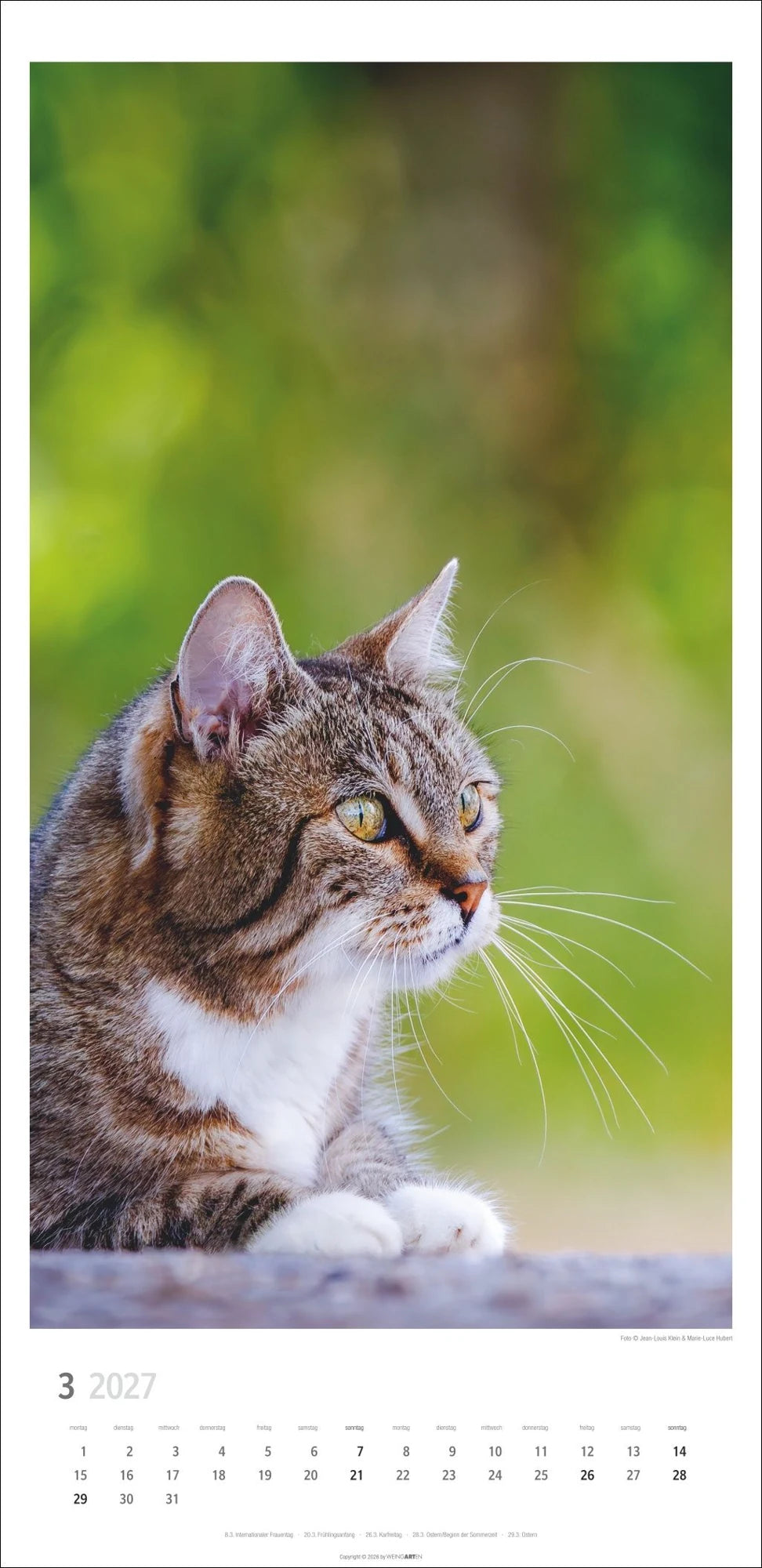 Katzen Kalender 2027 – Ansicht