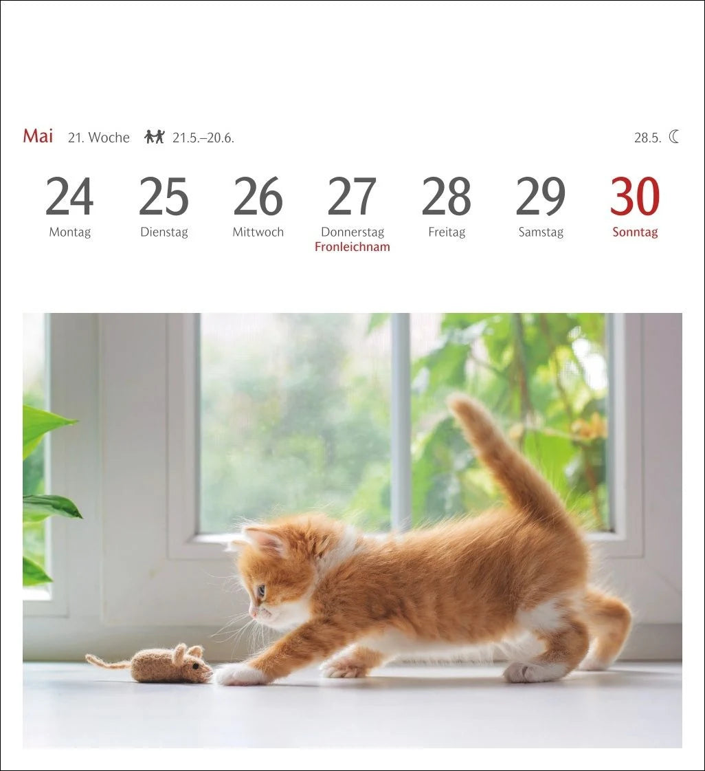 Katzen Postkartenkalender 2027 - Wochenkalender mit 53 Postkarten – Ansicht