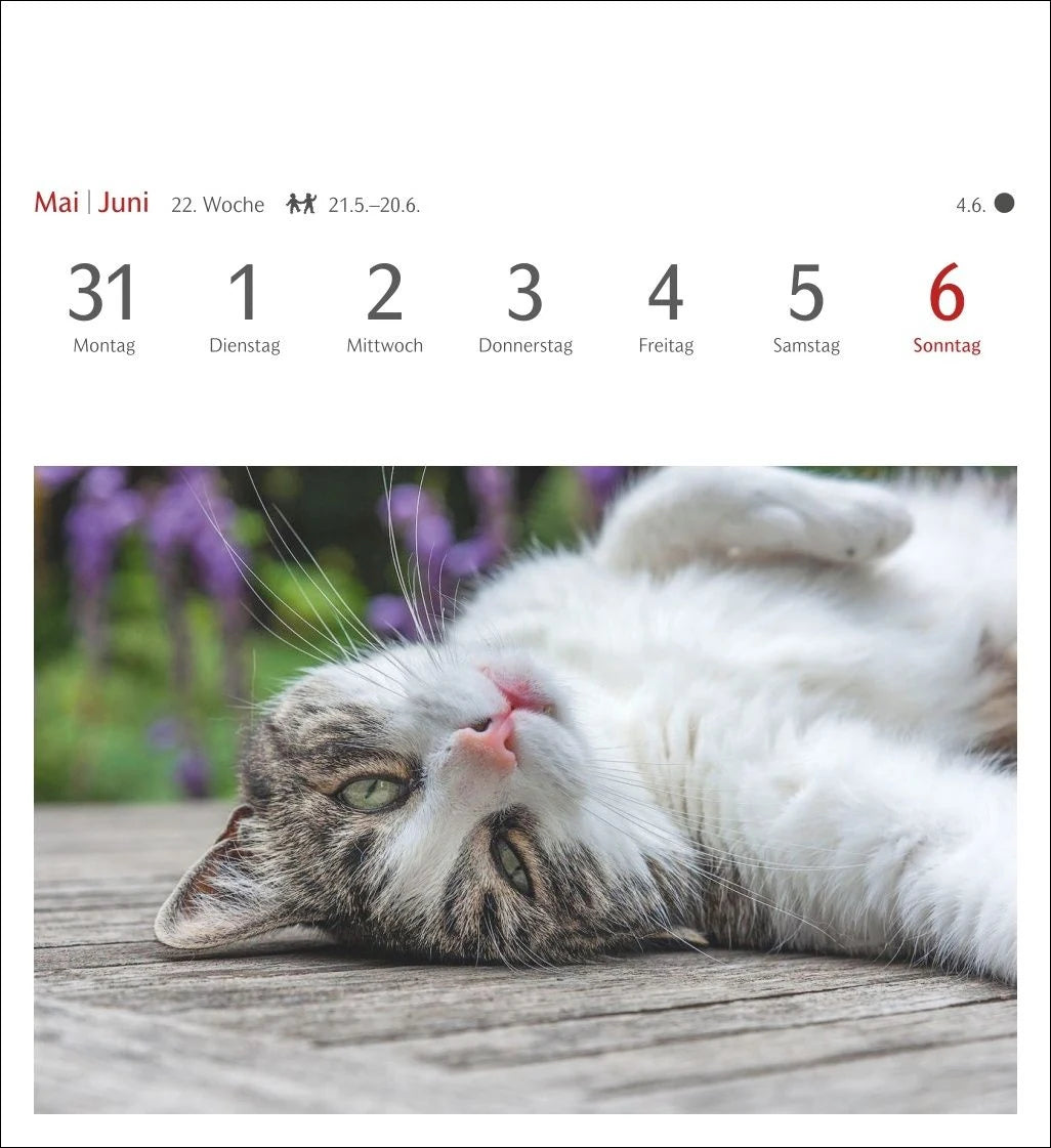 Katzen Postkartenkalender 2027 - Wochenkalender mit 53 Postkarten – Ansicht