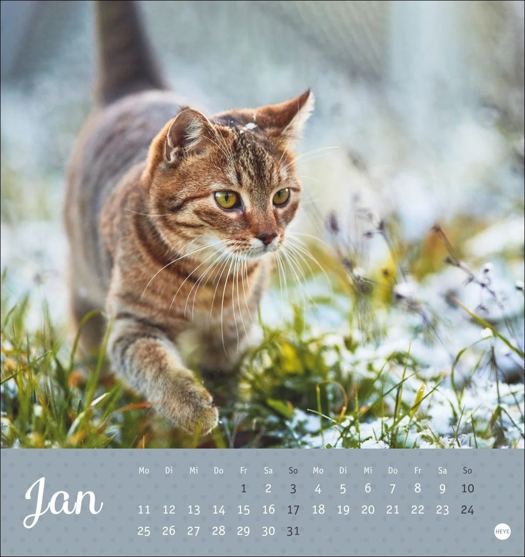 Katzen Postkartenkalender Kleine Tiger 2027 – Ansicht