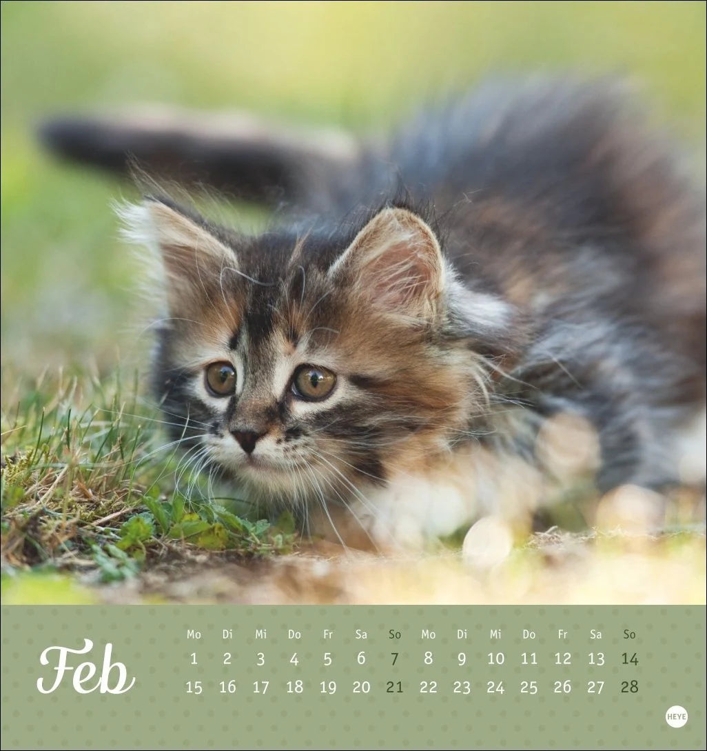 Katzen Postkartenkalender Kleine Tiger 2027 – Ansicht