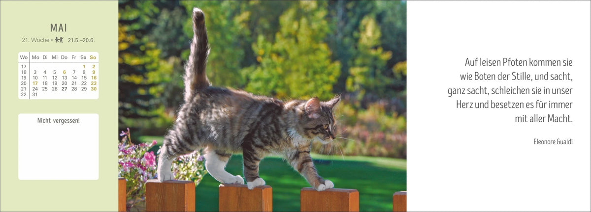 Katzen Premium-Tischplaner 2027 - Der literarische Wochenkalender mit Zitaten – Ansicht