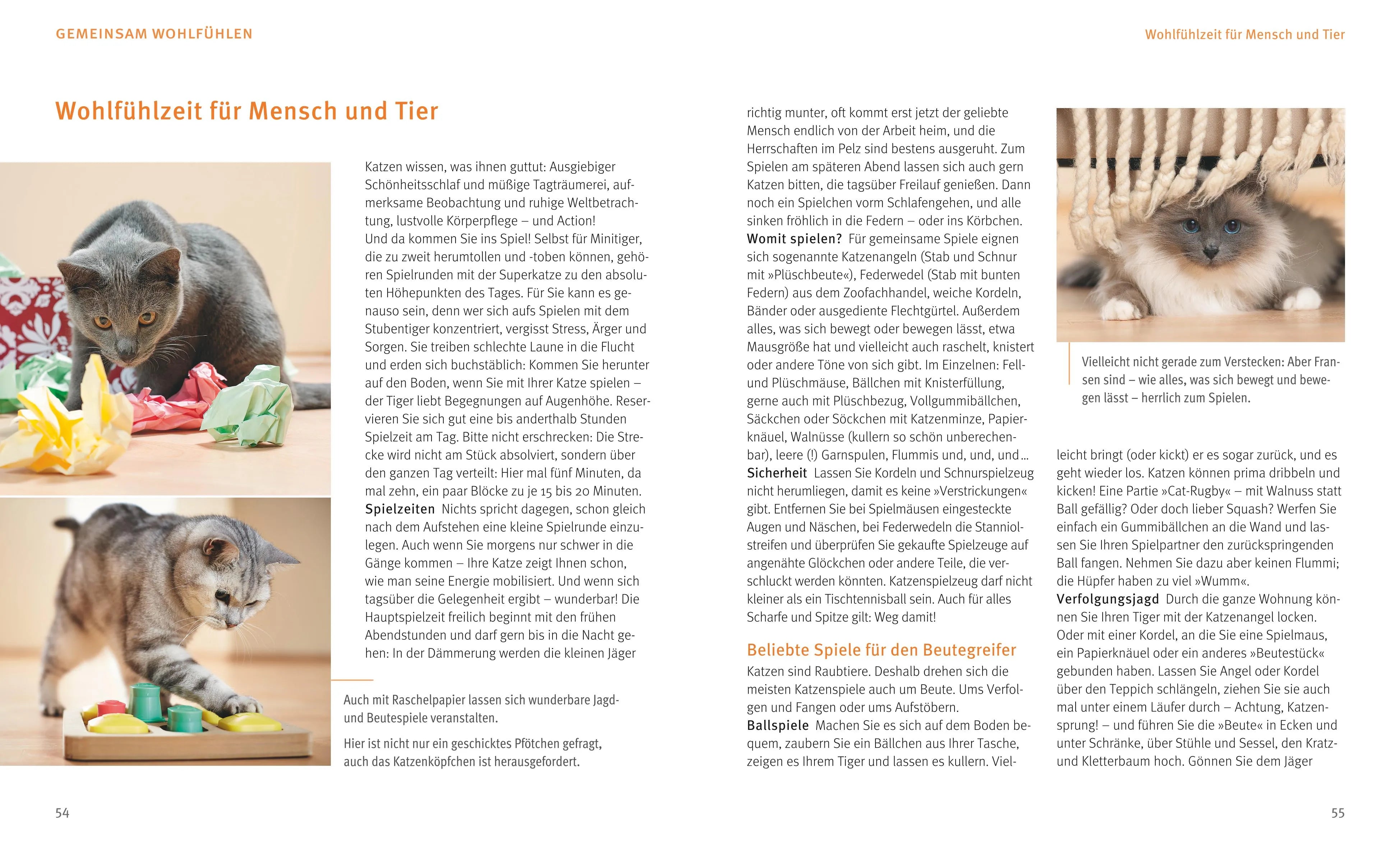 Produktansicht: Katzen (Taschenbuch)