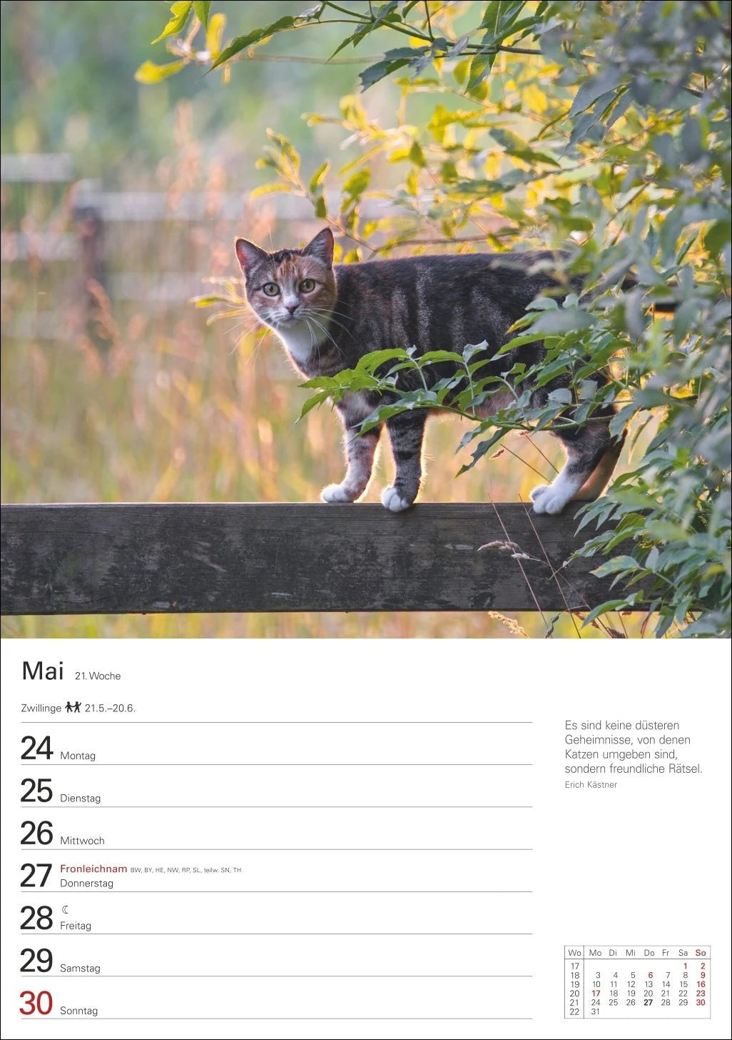 Katzen Wochenplaner 2027 - 53 faszinierende Fotografien – Ansicht