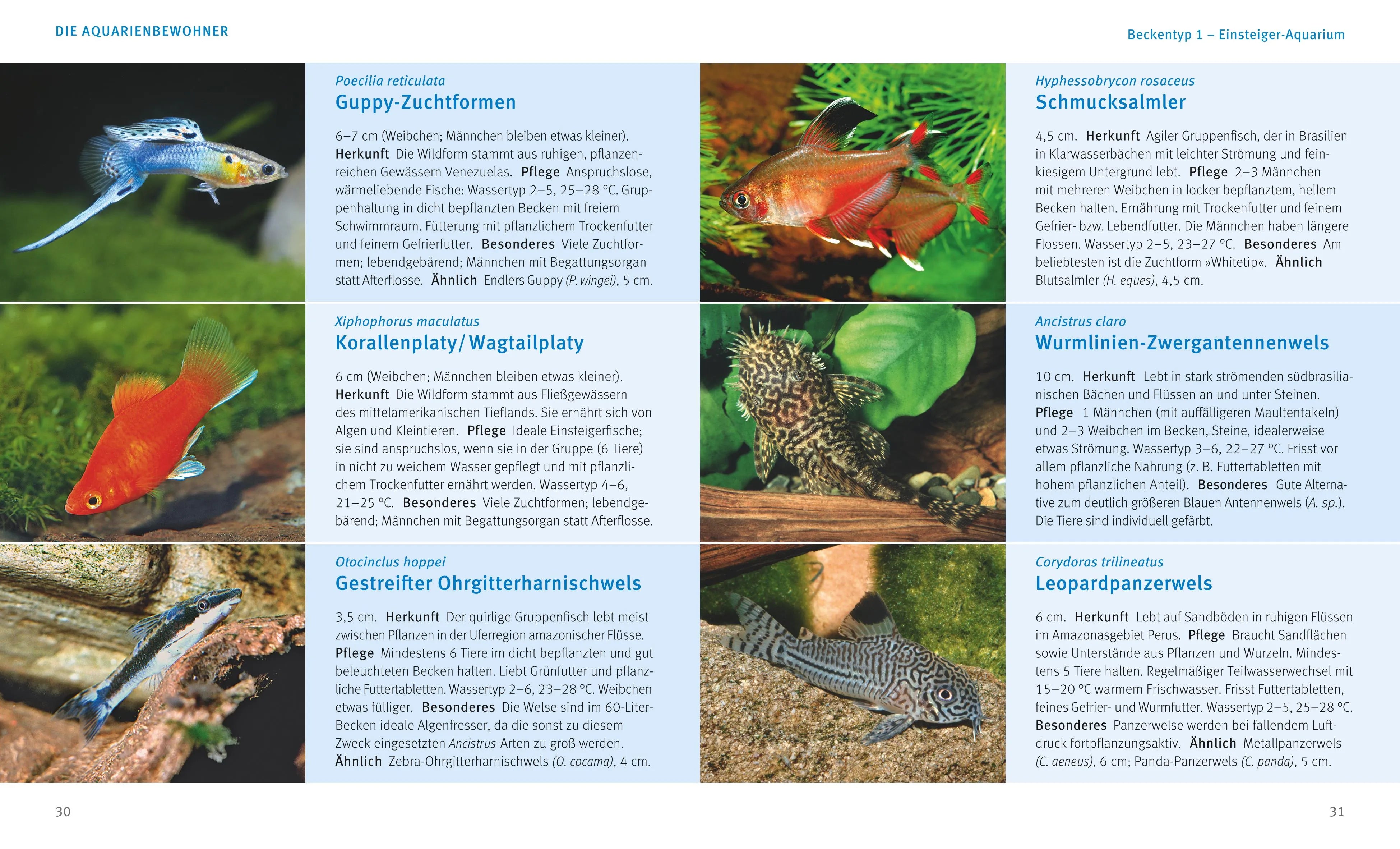 Produktansicht: Kleine Aquarien (Taschenbuch)