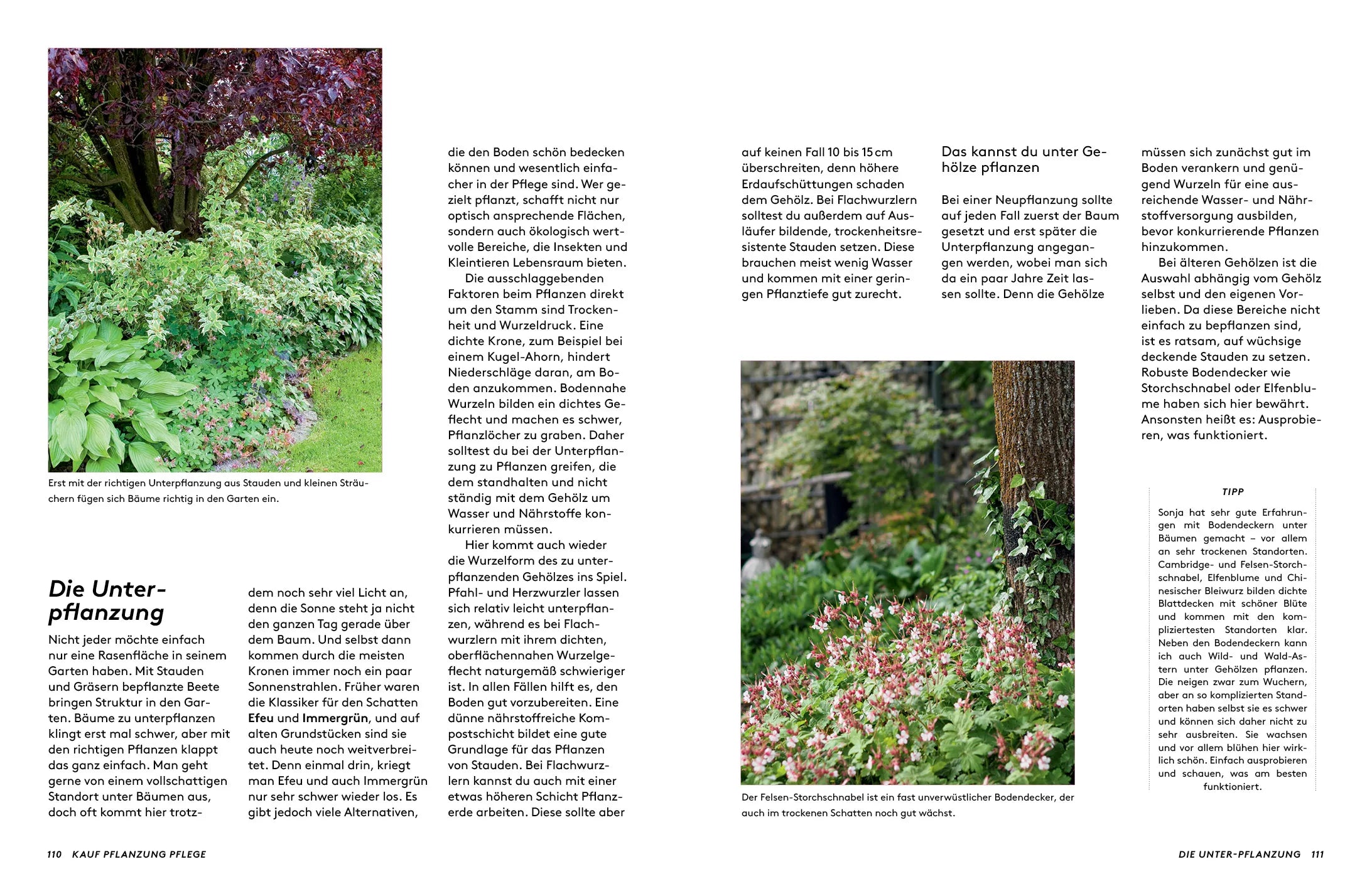 Detailansicht: Kleine Bäume für den Garten (Hardcover)
