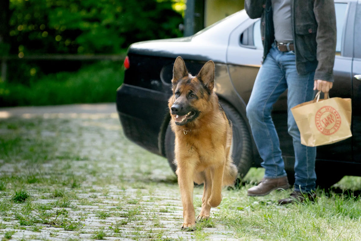 Filmszene 2 aus Kommissar Rex (2026) - Die komplette 1. Staffel – DVD