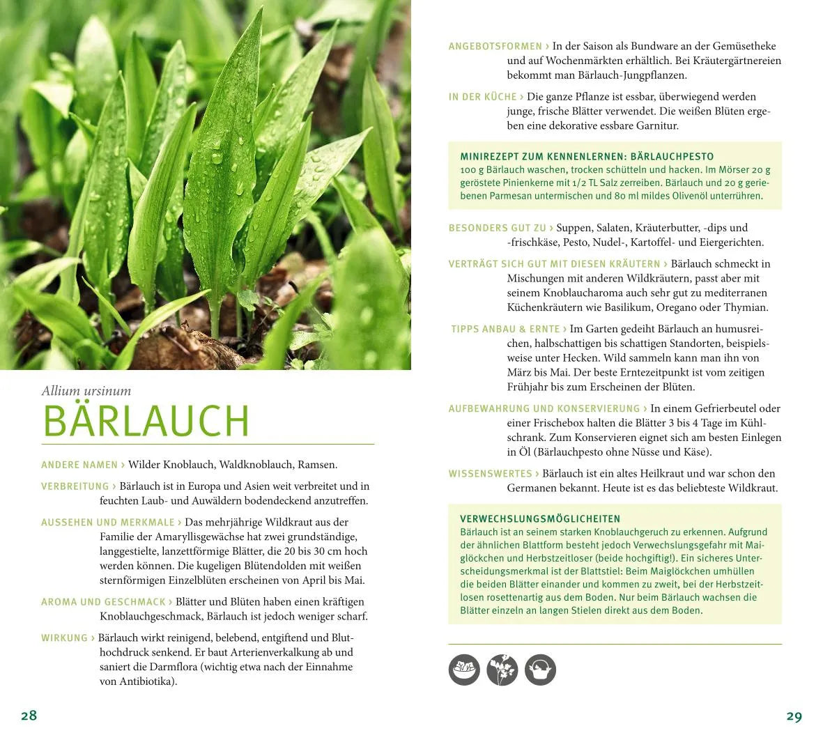Produktansicht: Kräuter (Taschenbuch)