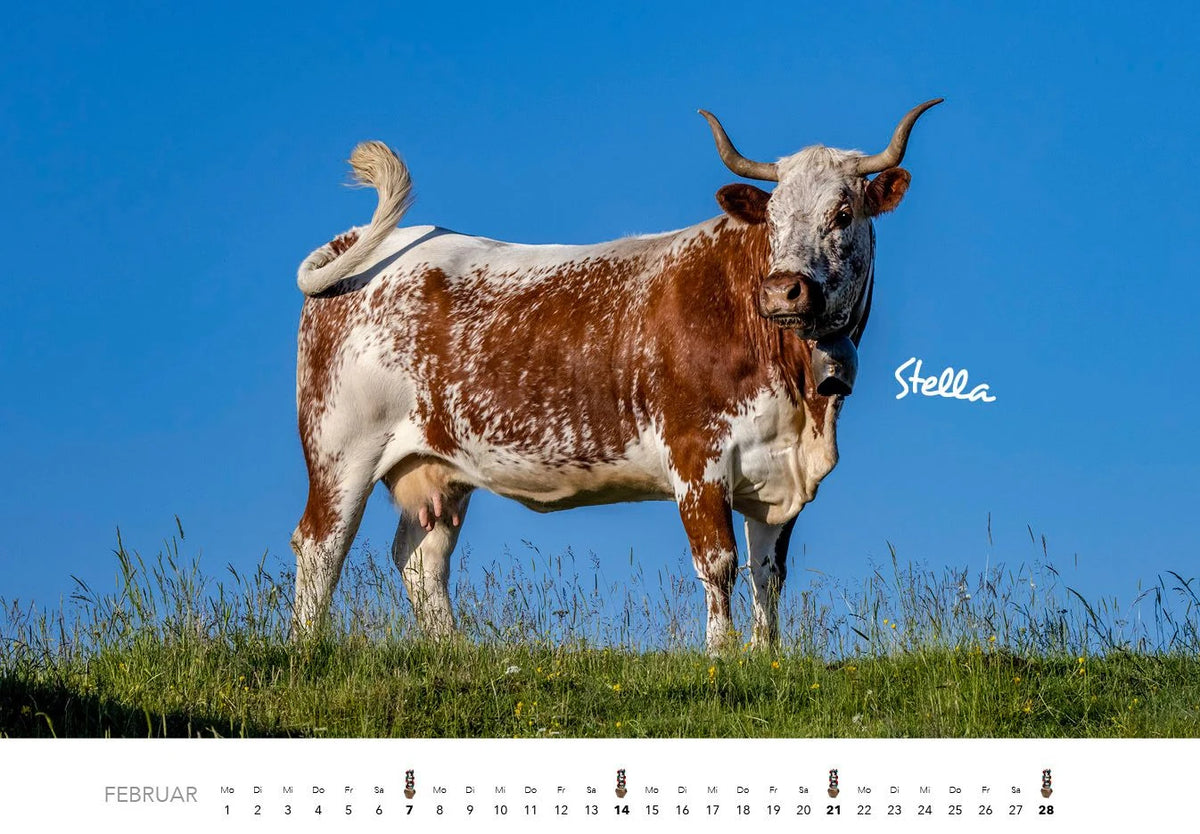 Kühe Kalender 2027 Wandkalender – Ansicht