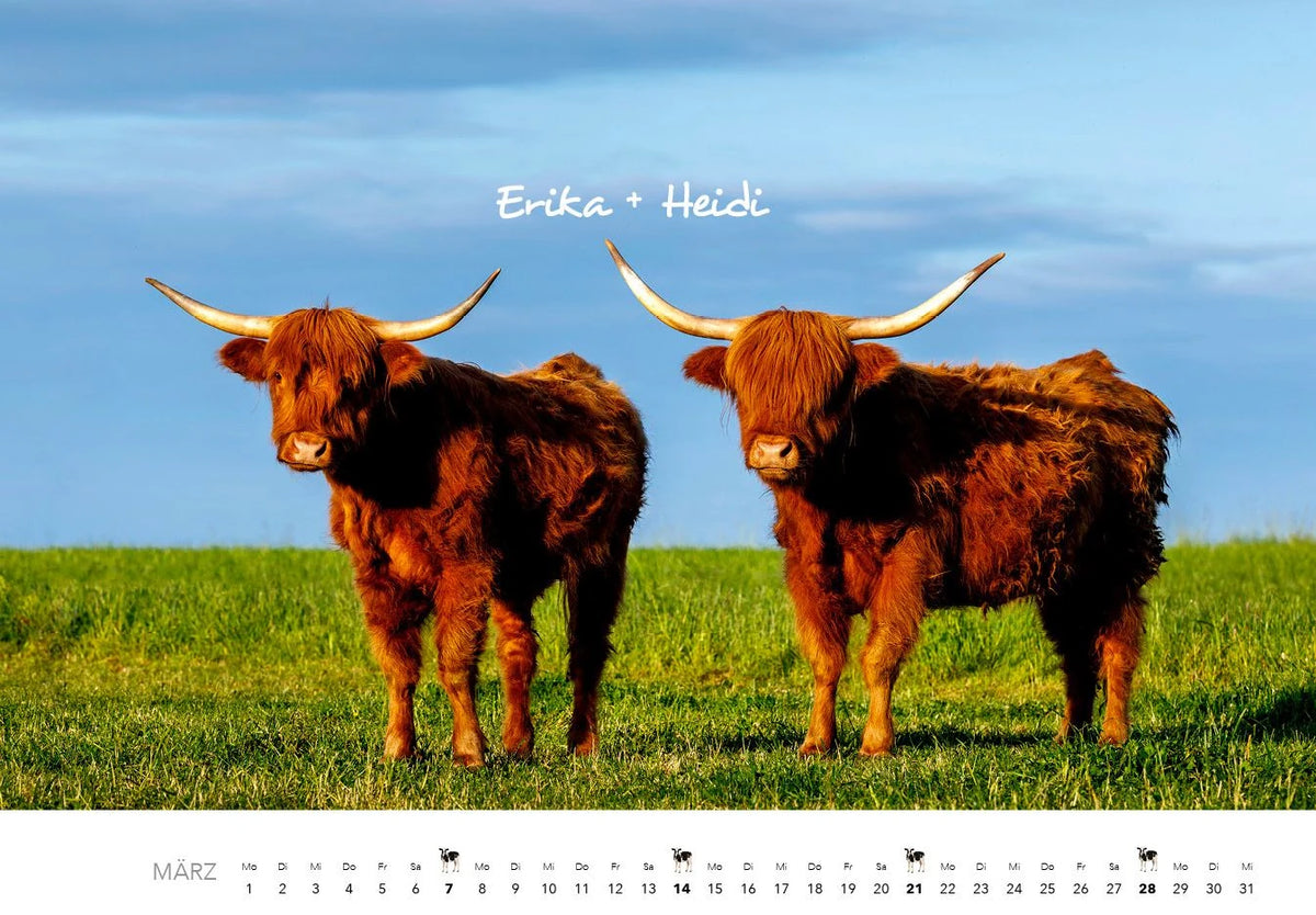 Kühe Kalender 2027 Wandkalender – Ansicht